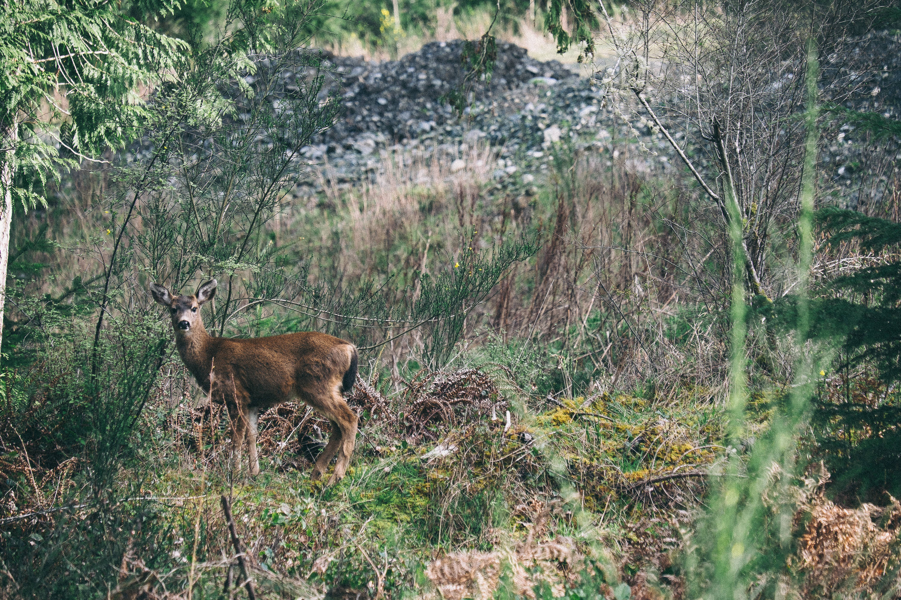 doe, forest, sunlit forest clearing, 2K Desktop Wallpaper
