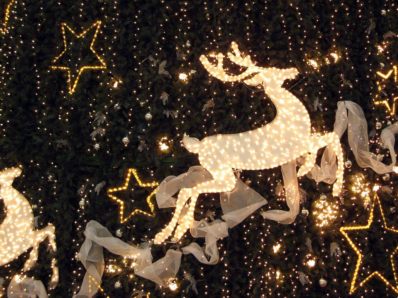 reindeer, star light display, dark evergreen tree, HD Desktop Wallpaper