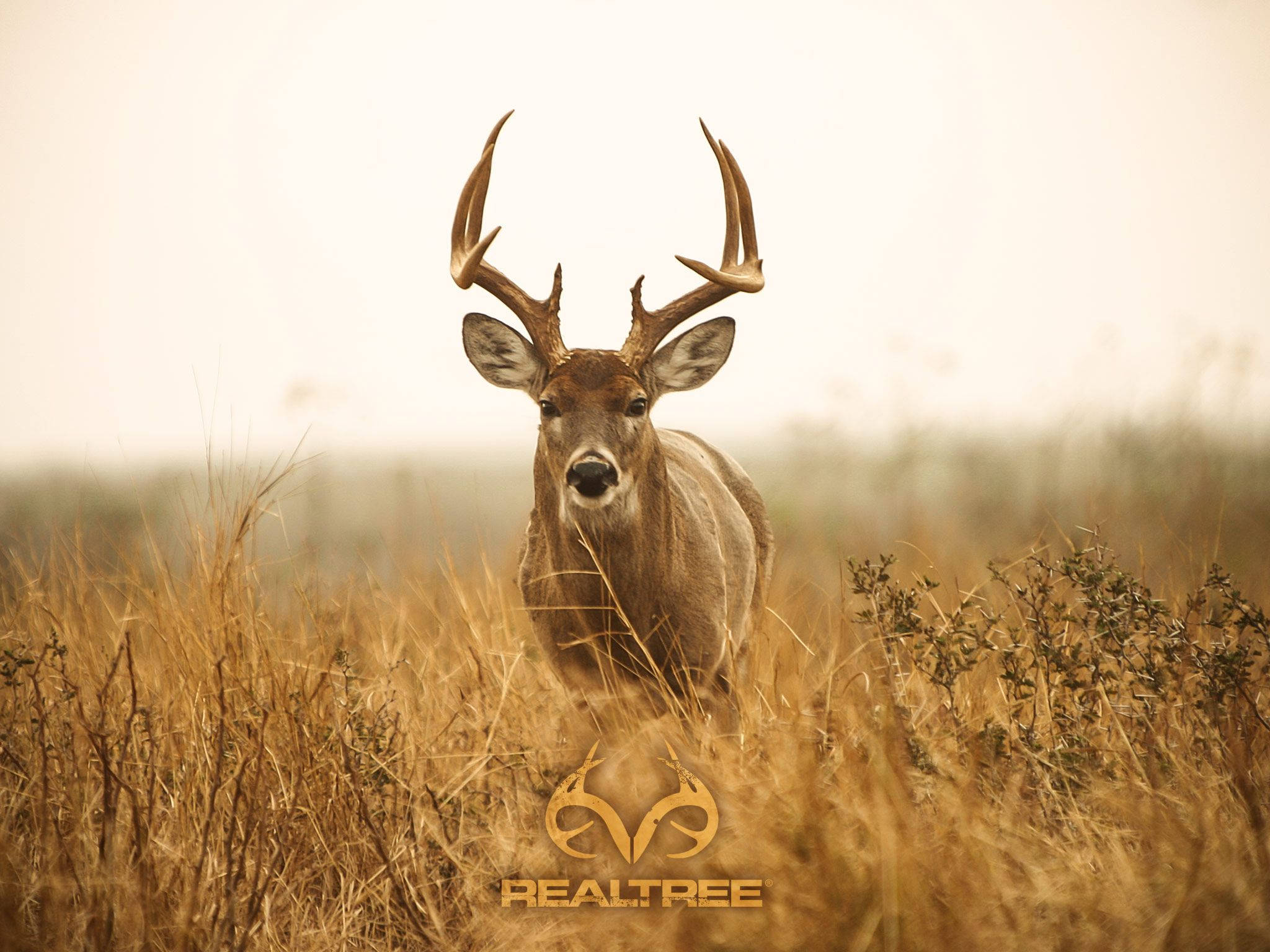 big whitetail deer, buck, large antlers, Full HD Desktop Wallpaper