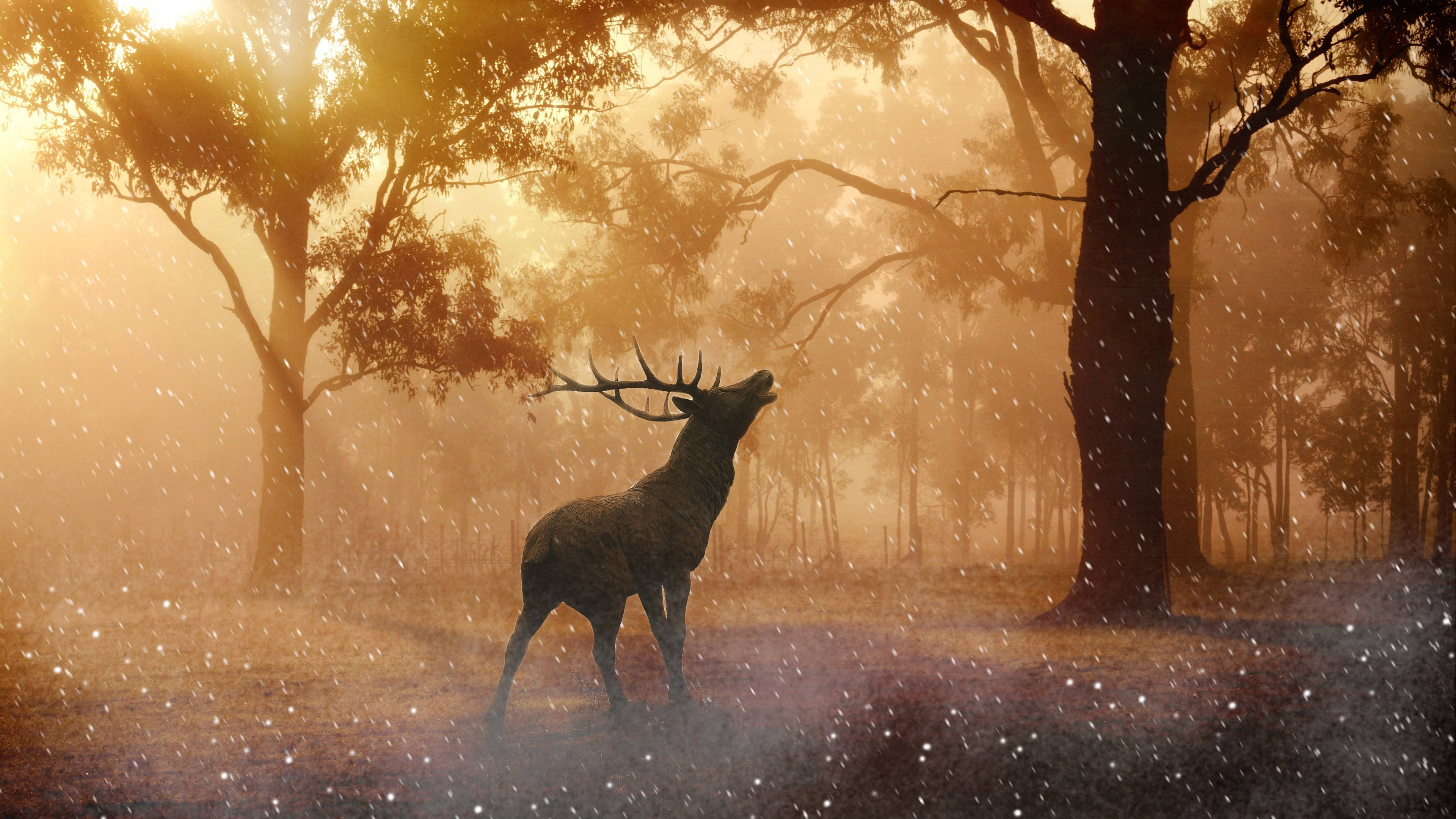 stag, misty forest, golden sunlight, 4K Desktop Wallpaper