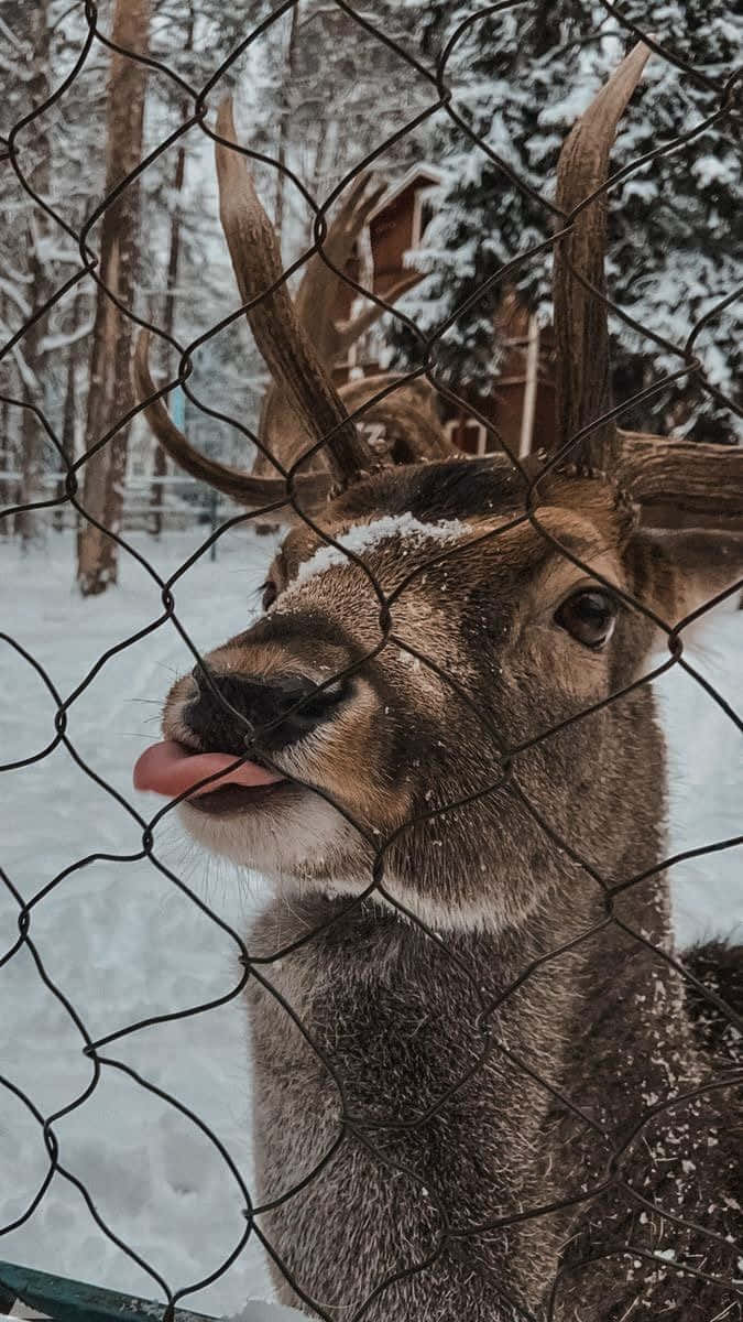 Deerling, snow-dusted antlers, chain-link fence, SD Phone Wallpaper
