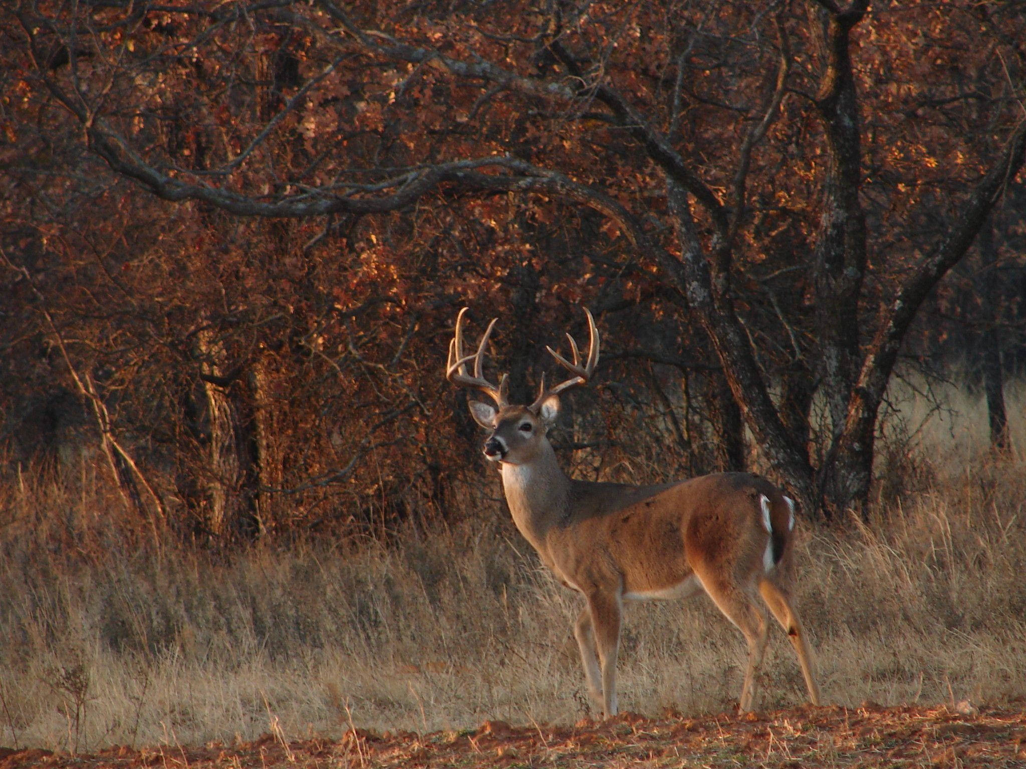 Deer hunting, white tail buck, antlers, Full HD Desktop Wallpaper