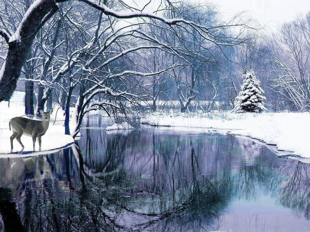 Winter Scene, deer, snow-dusted riverbank, SD Desktop Wallpaper