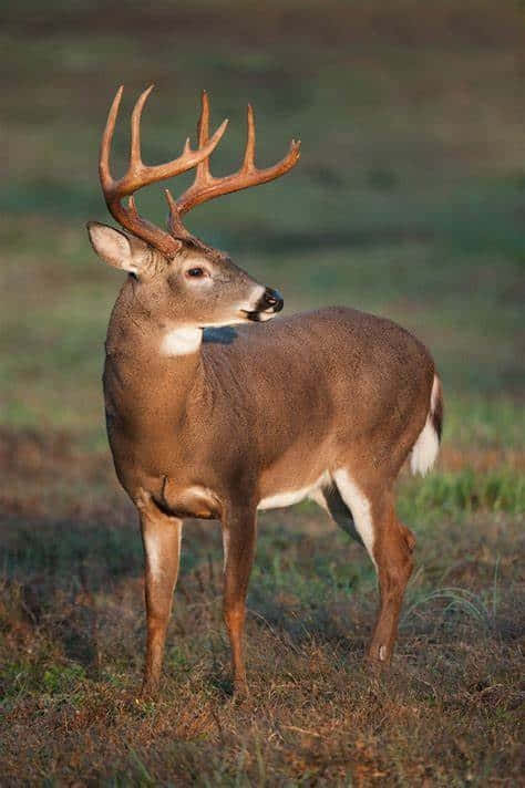 whitetail deer, buck, large antlers, SD Phone Wallpaper