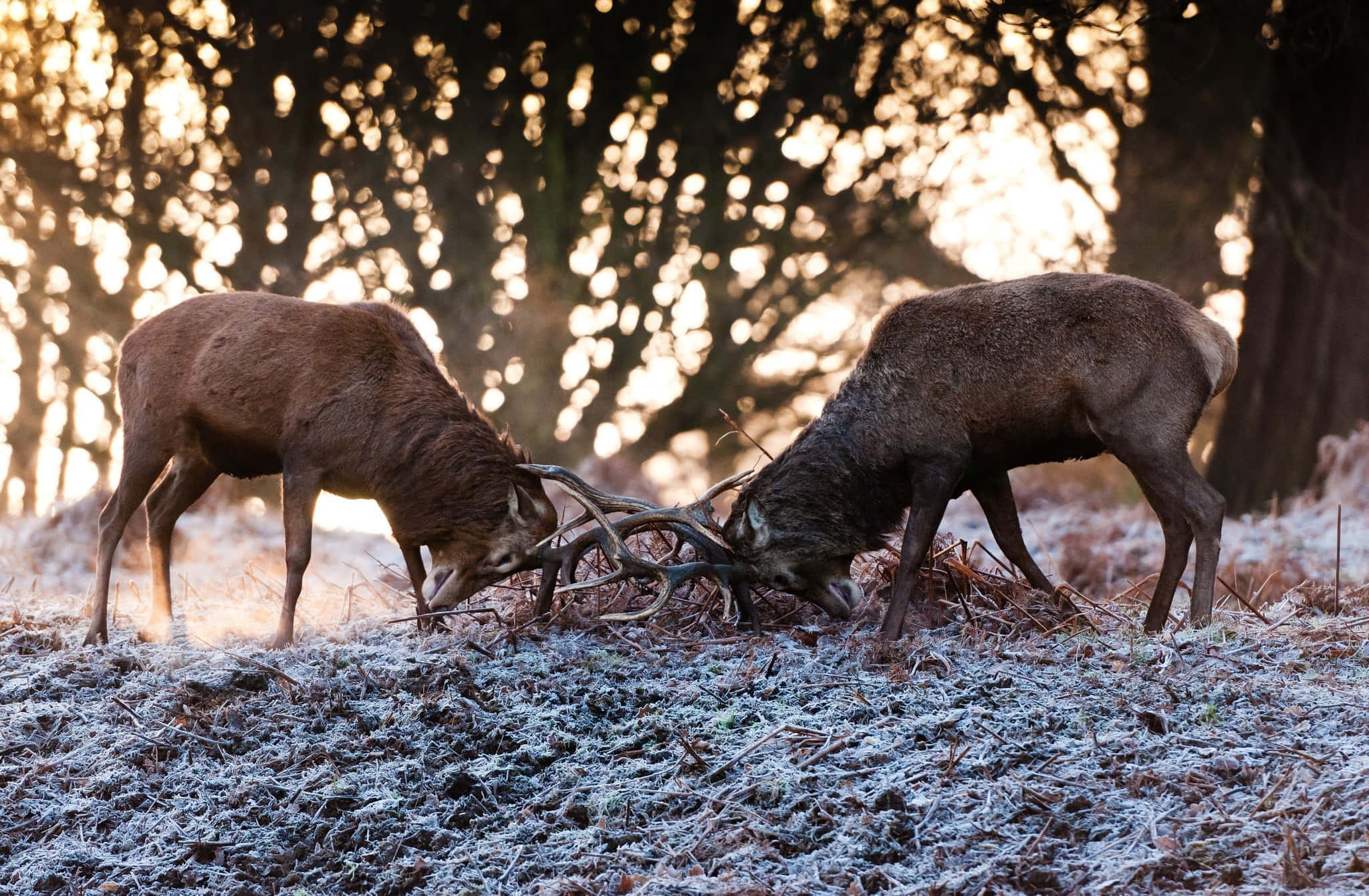 Deerling, stags, frosty forest glade, Full HD Desktop Wallpaper