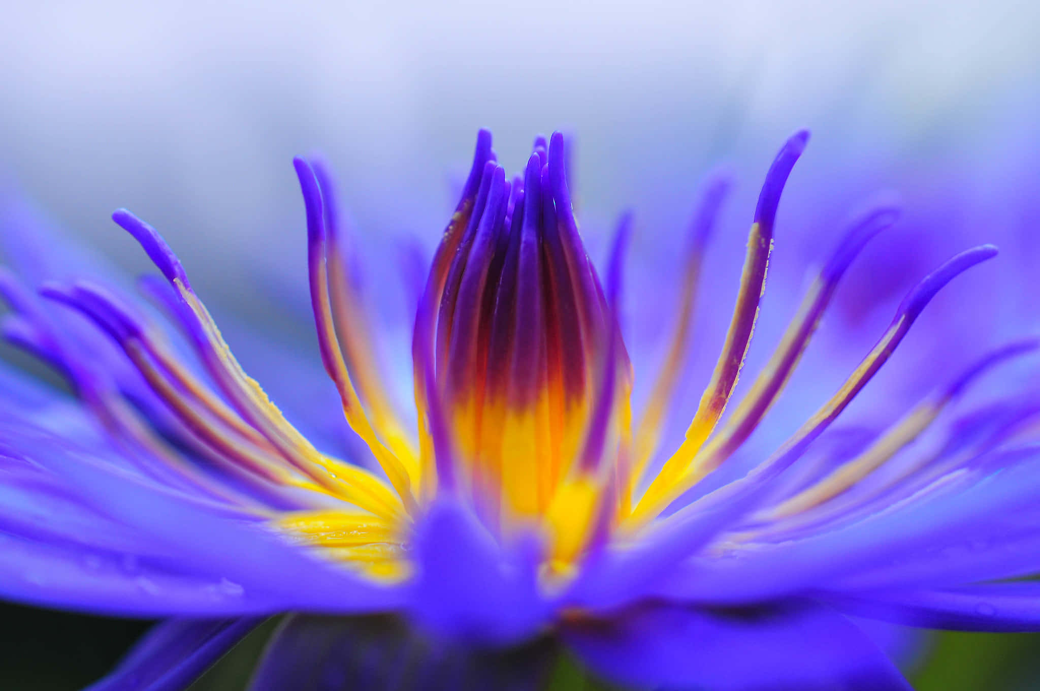 vibrant purple water lily, yellow center, delicate stamens, Full HD Desktop Wallpaper