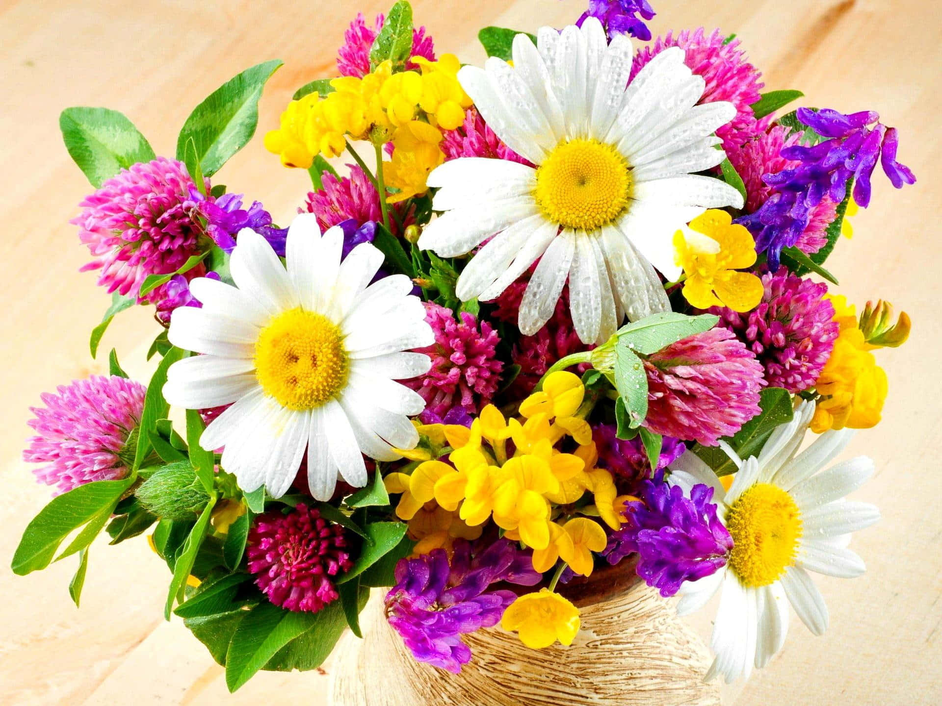 daisies, clover, purple flowers, Full HD Desktop Wallpaper