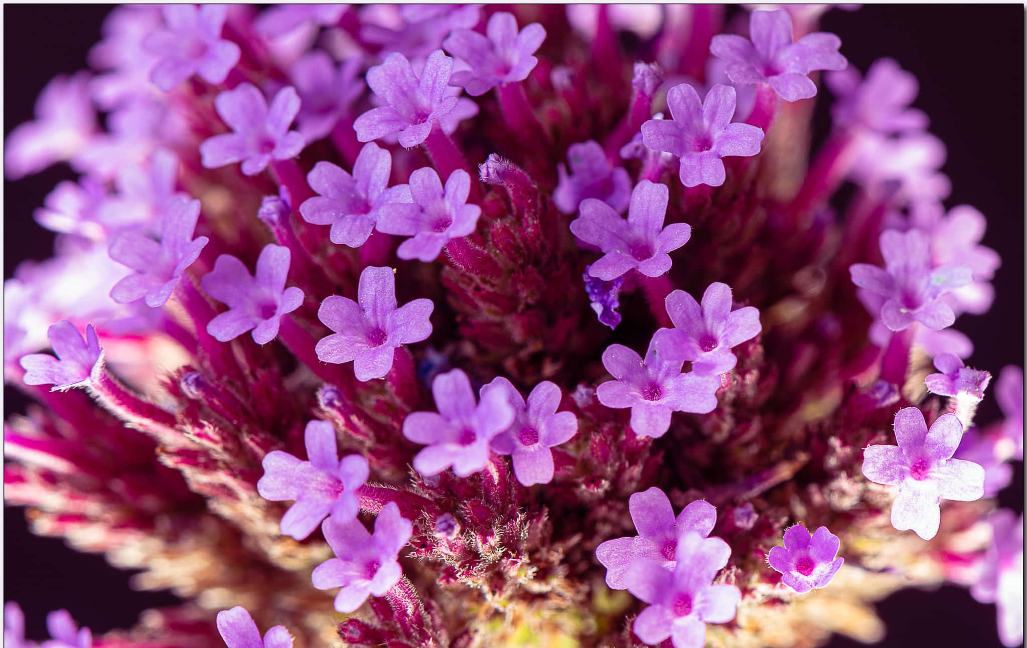 Delightful, 2047 x 1292, vibrant purple verbena flowers, Full HD Desktop Wallpaper