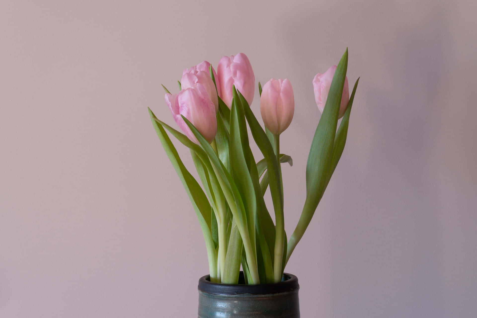 soft pink tulips, green stems, muted pink wall, Full HD Desktop Wallpaper
