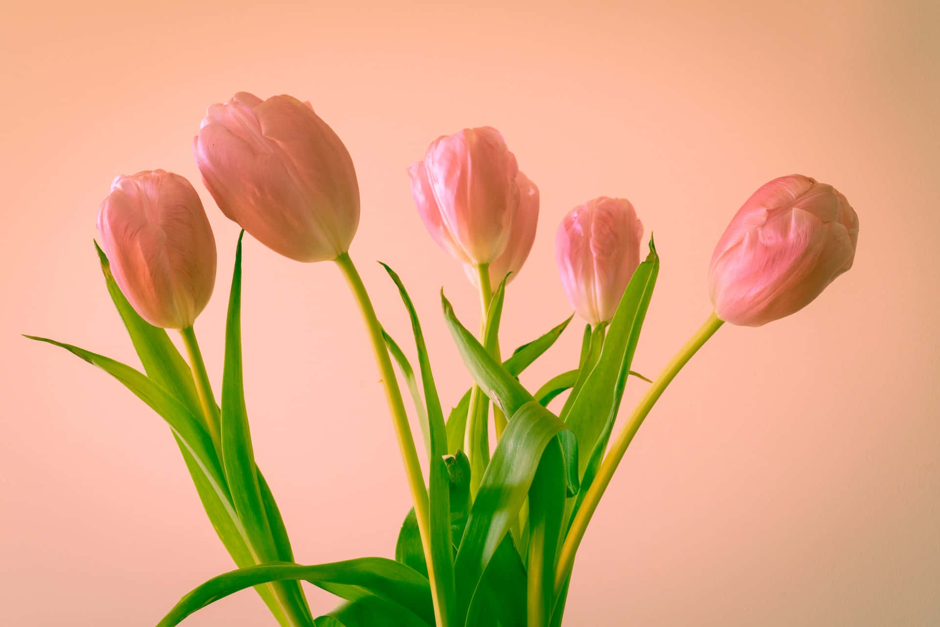 soft pink tulips, green stems, warm peach background, Full HD Desktop Wallpaper