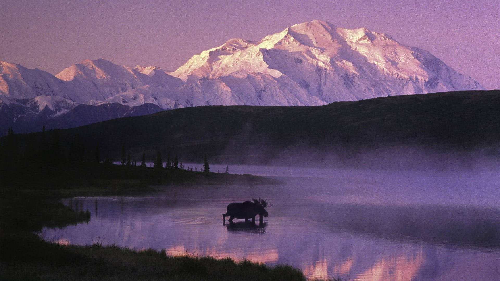 moose, Denali Lake, dawn, Full HD Desktop Wallpaper