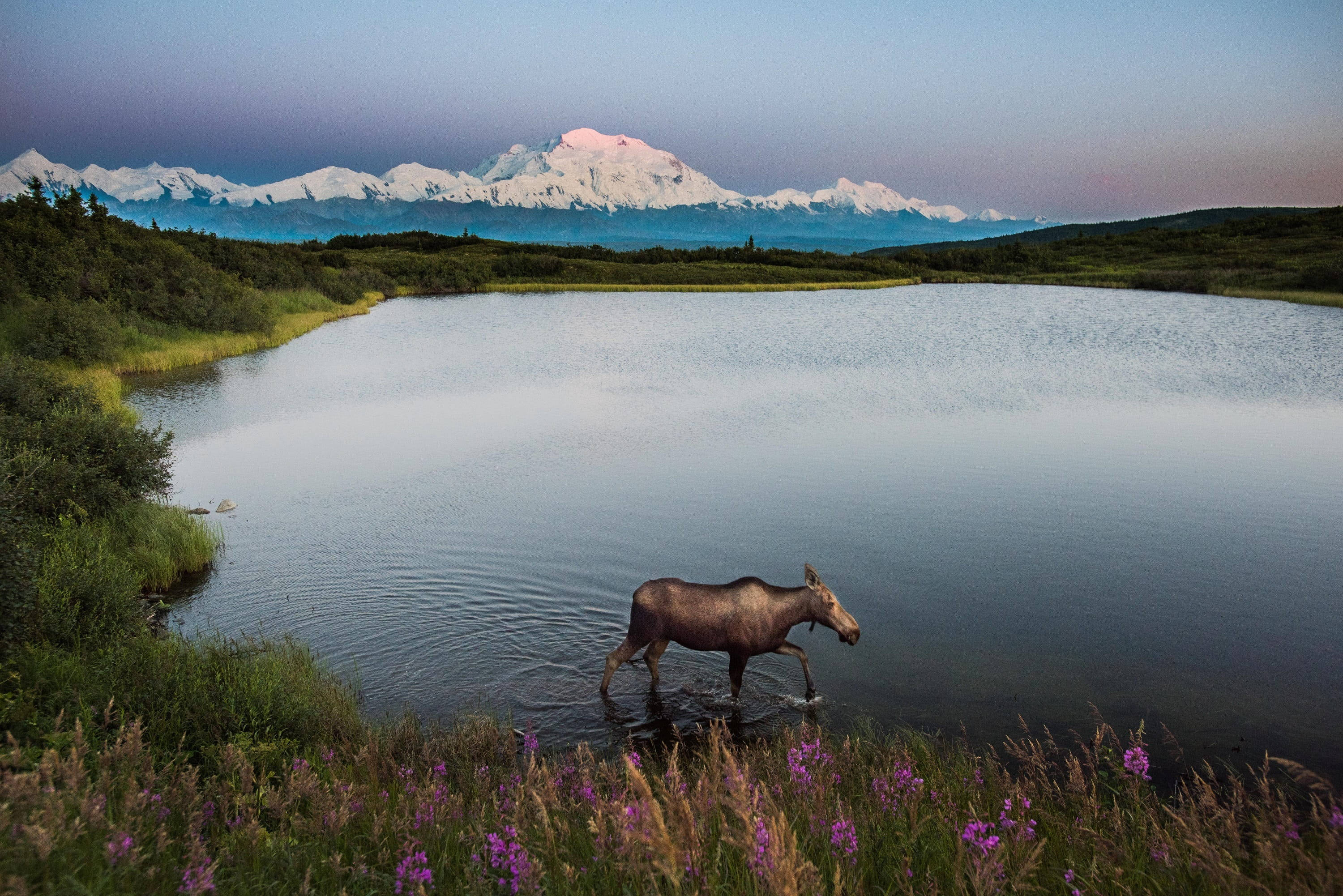 Denali Lake, moose, dusk, 2K Desktop Wallpaper