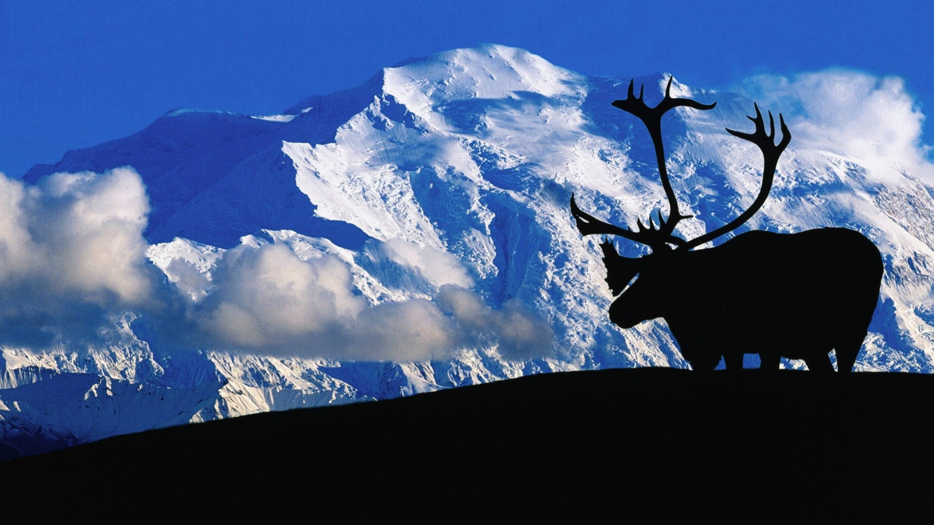 moose, Denali, ridge, Full HD Desktop Wallpaper
