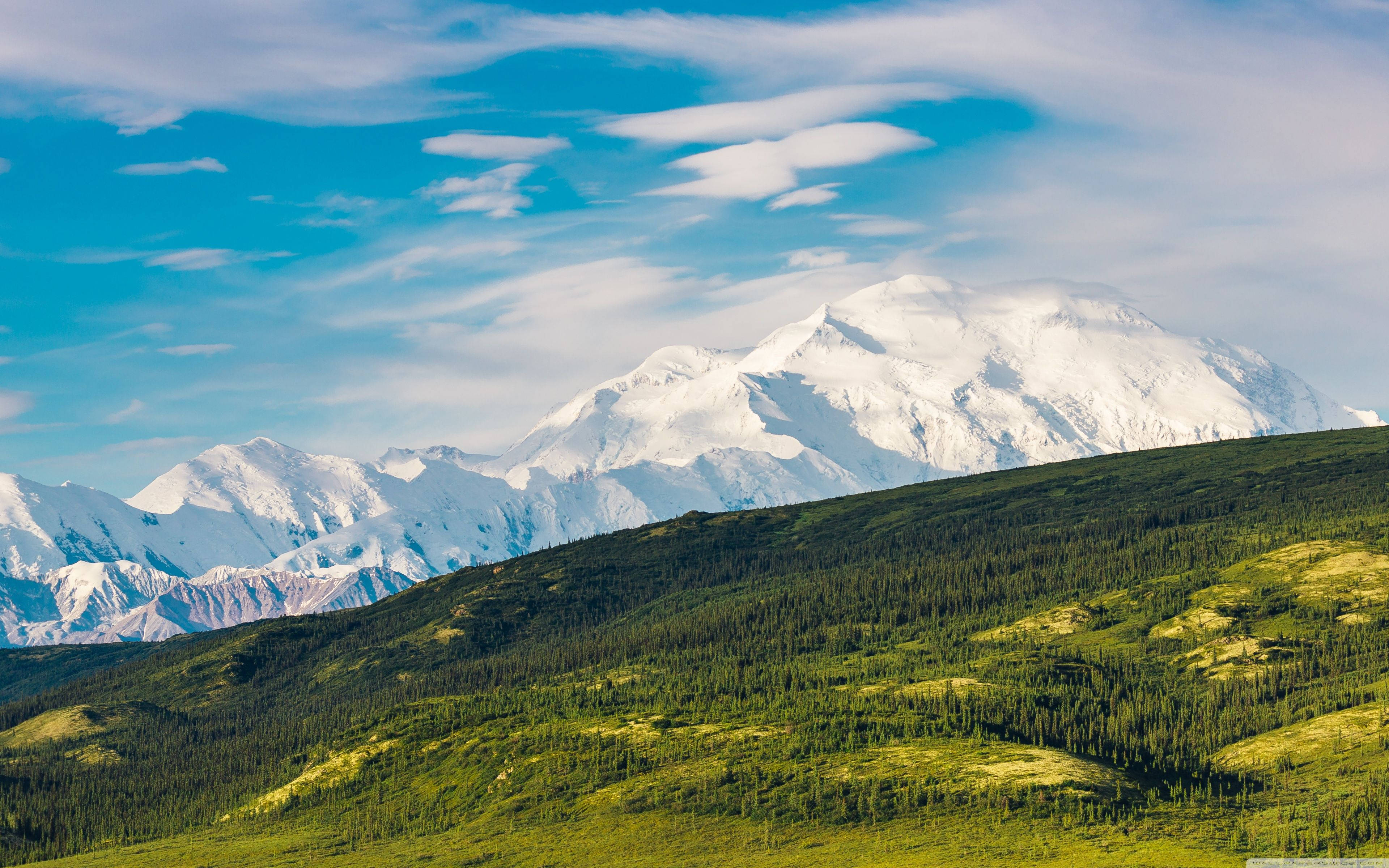 Denali, green field, snow-capped mountain, 4K Desktop Wallpaper