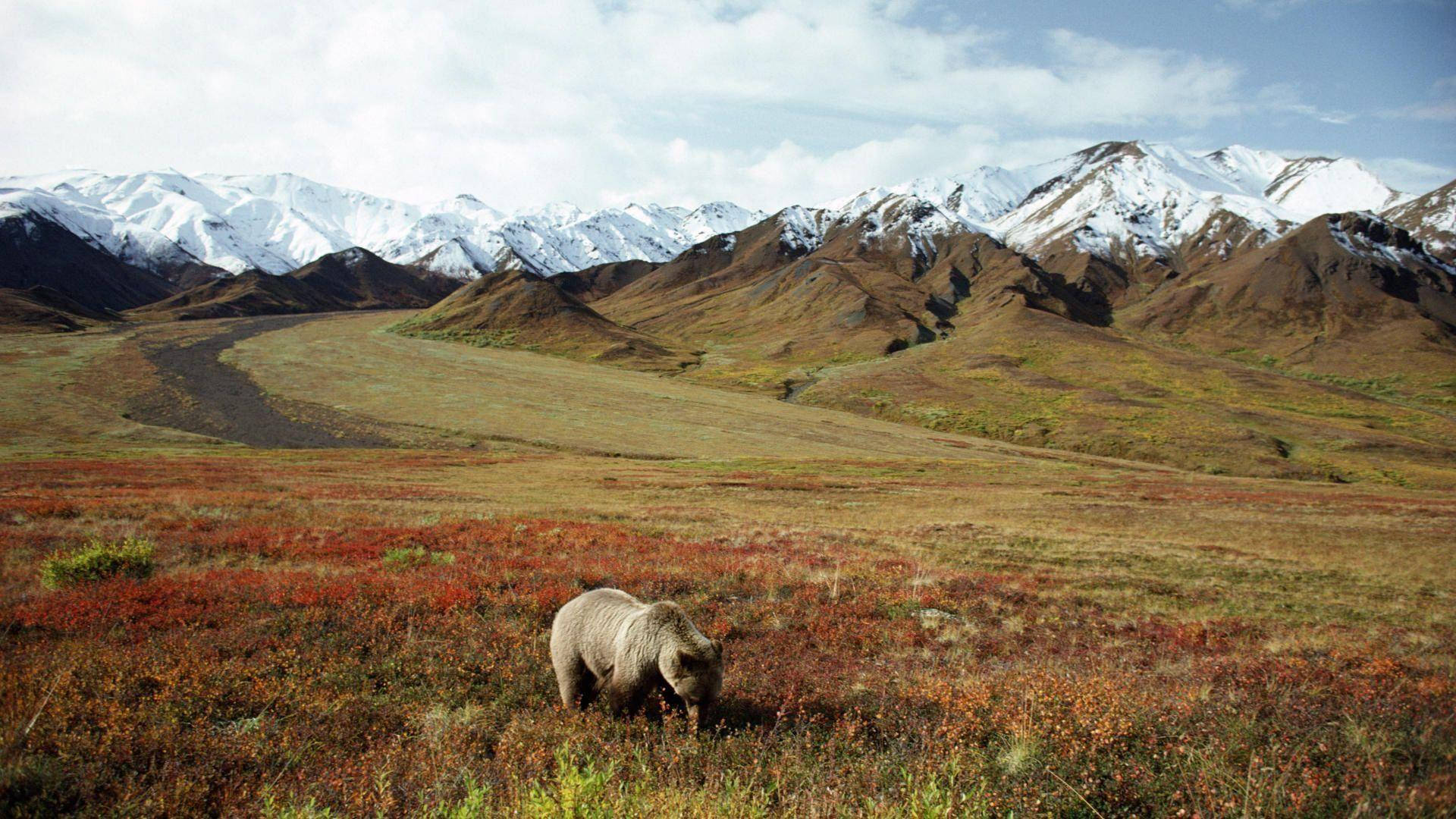 Denali, grizzly bear, autumn tundra, Full HD Desktop Wallpaper