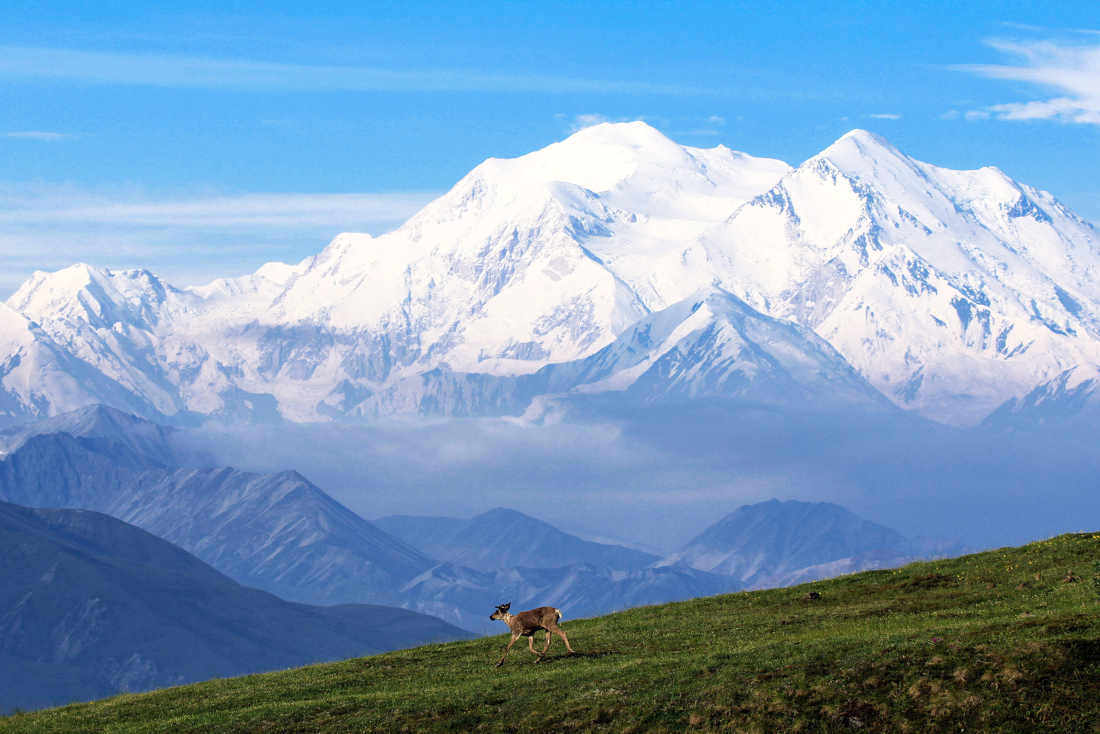 Denali Mountain, snow-capped mountain range, sunlit green hillside, 2K Desktop Wallpaper