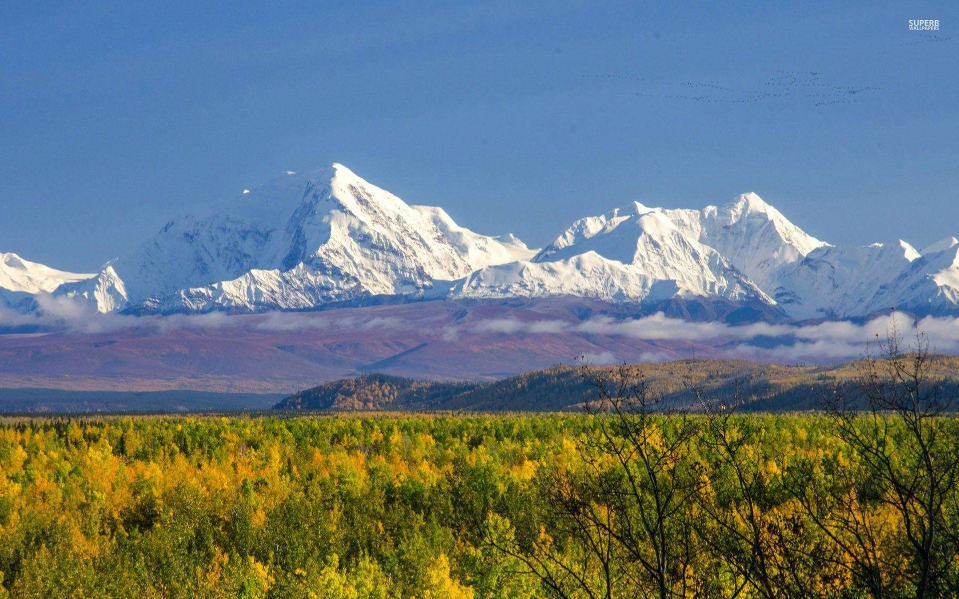 Denali, yellow, green trees, Full HD Desktop Wallpaper