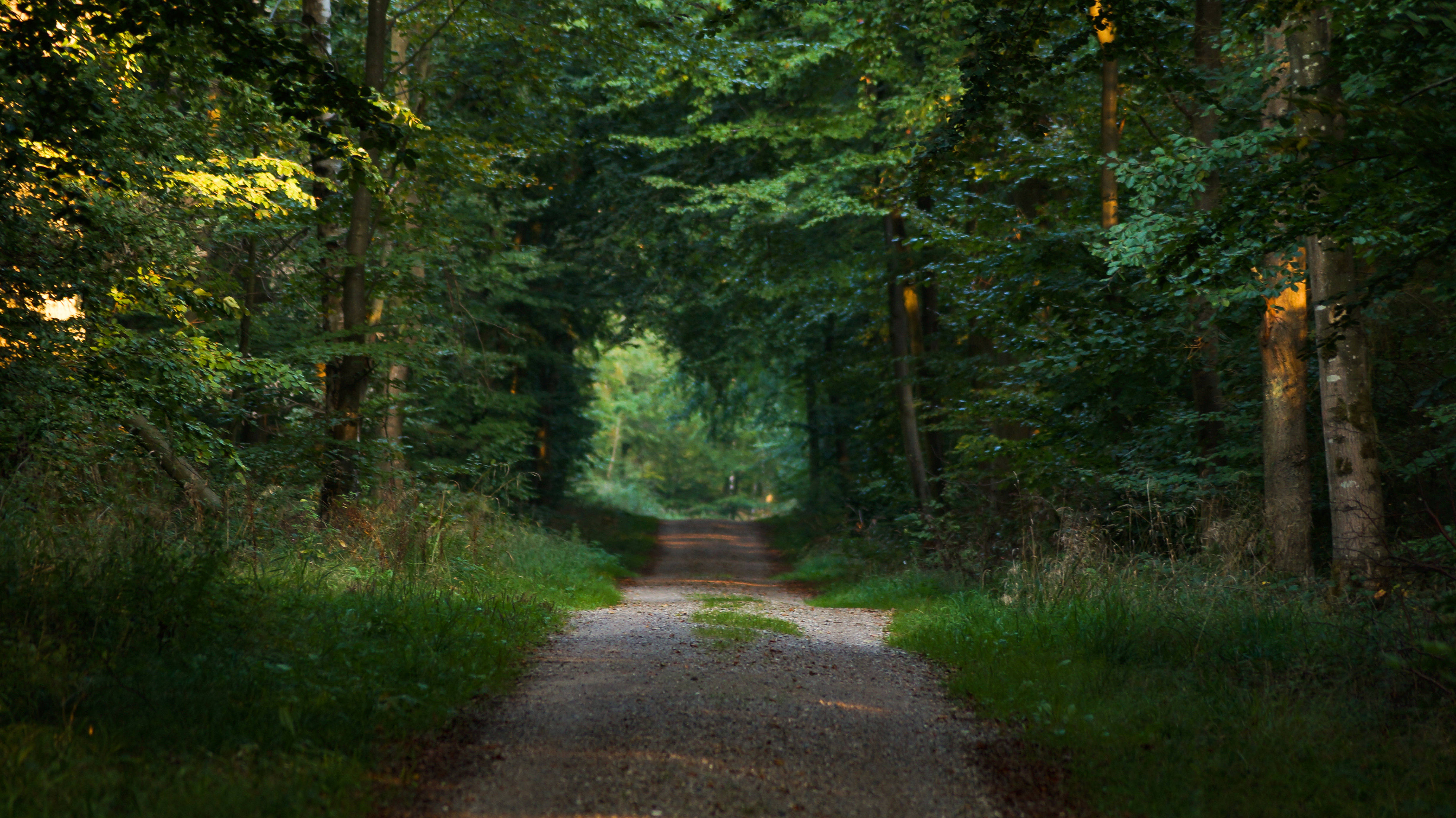 Denmark, gravel path, dense green forest, 4K Desktop Wallpaper