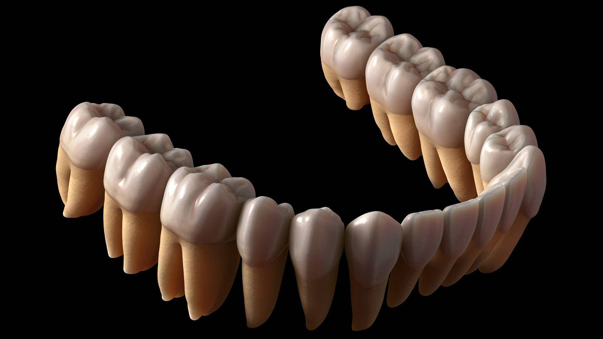 3D Model Of Teeth For Dentists, realistic human teeth, detailed enamel, Full HD Desktop Wallpaper