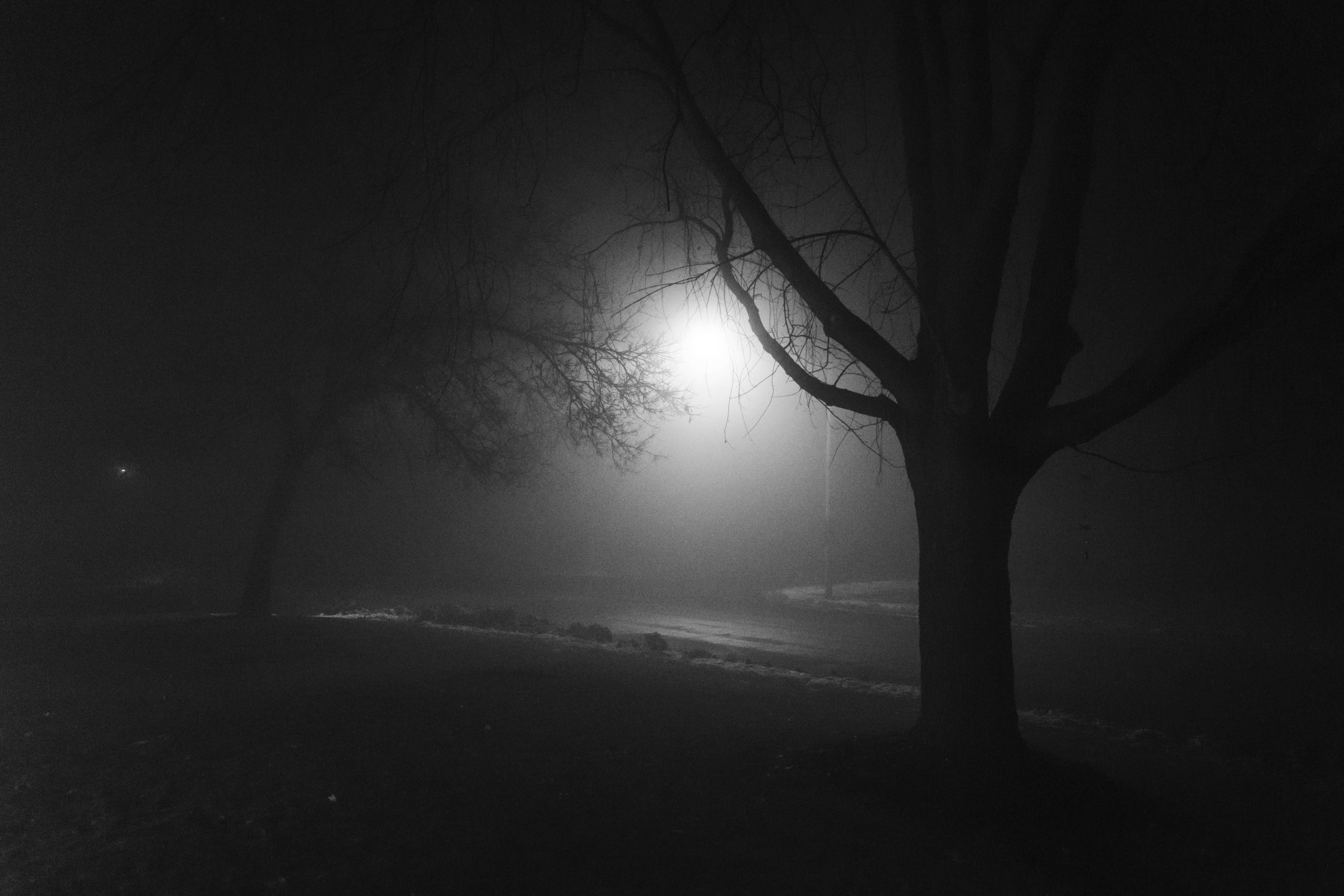 foggy night, black and white, bare trees, 5K Desktop Wallpaper