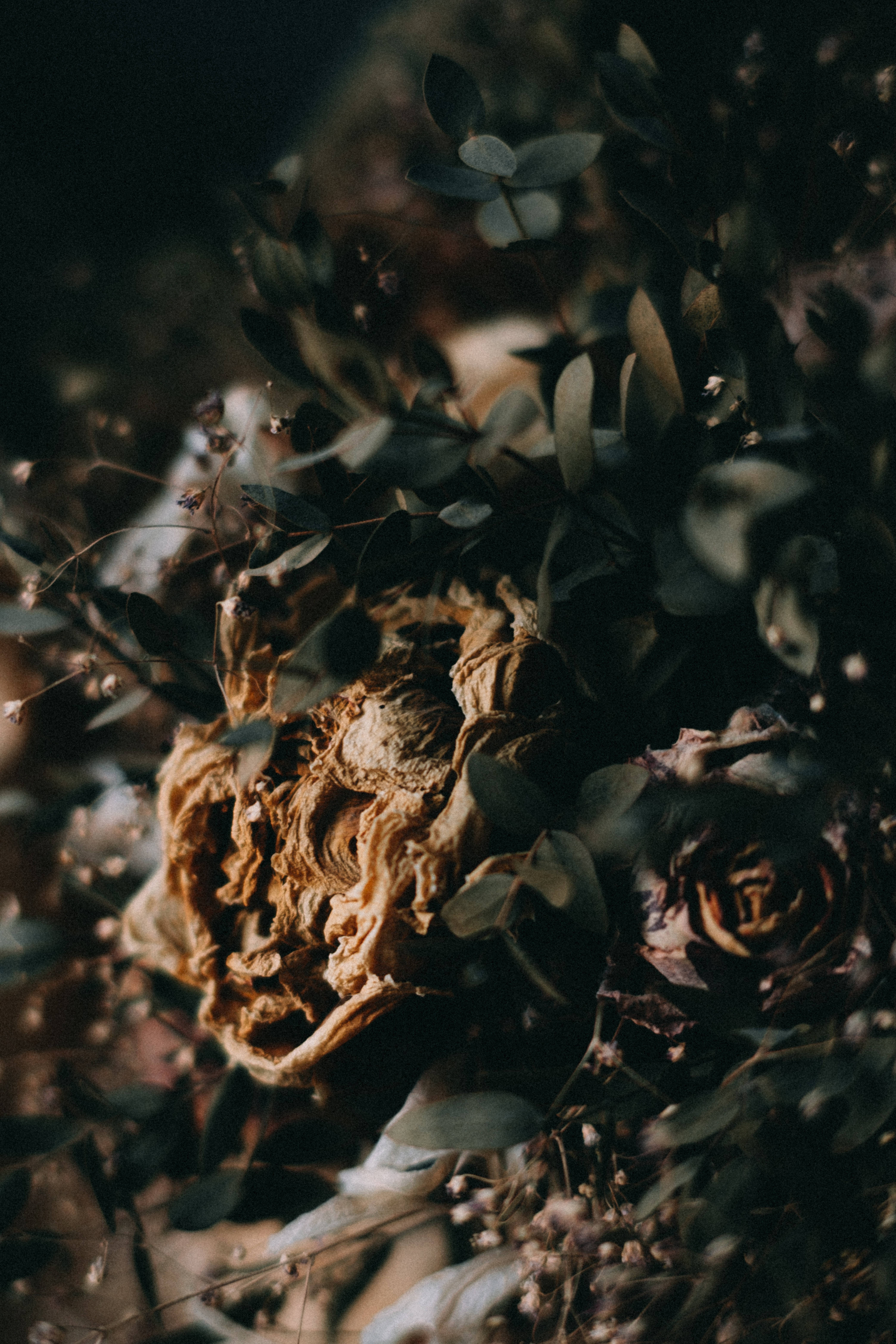 depression aesthetic, dried roses, eucalyptus leaves, 5K Phone Wallpaper