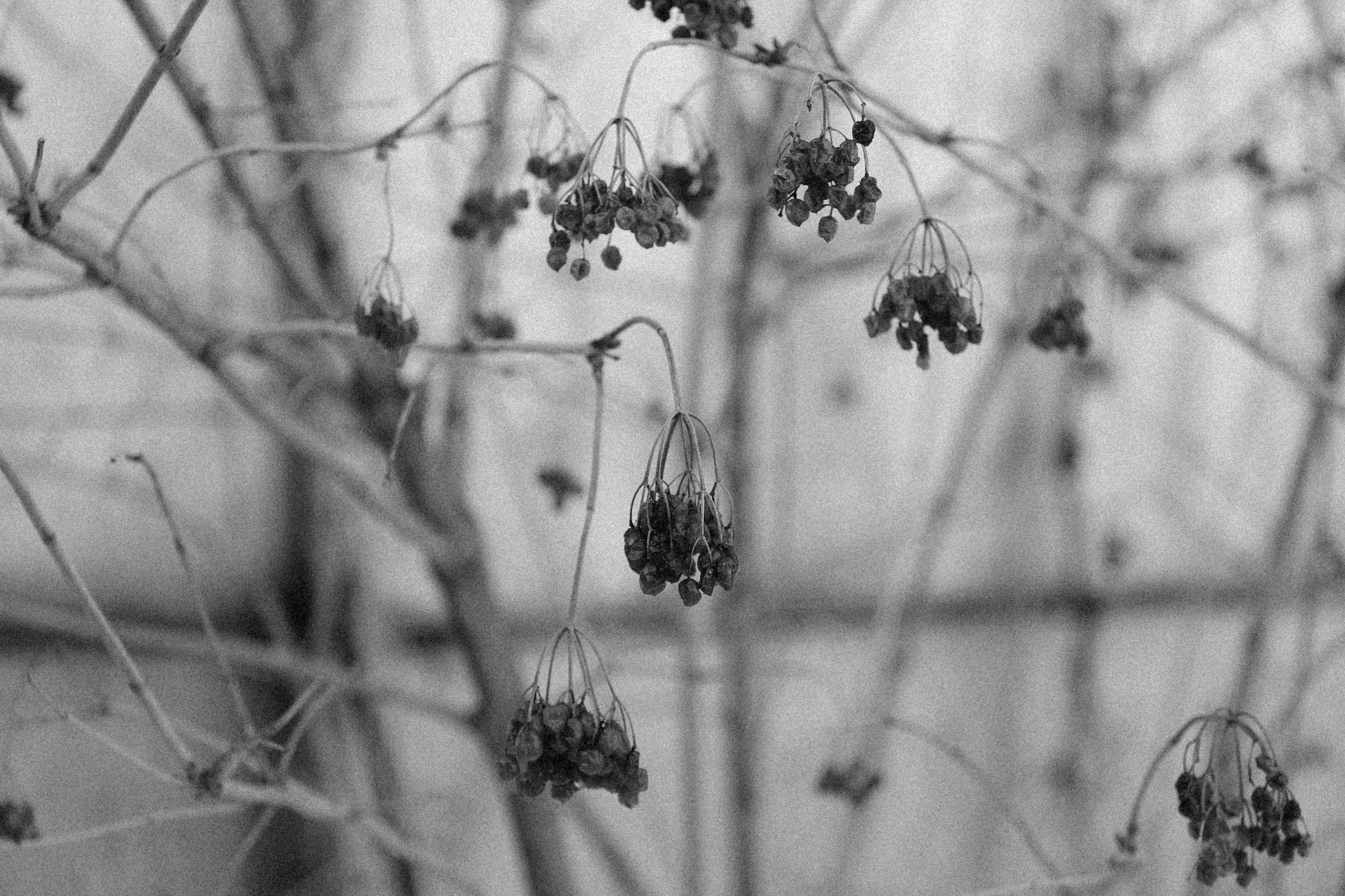 Depression Aesthetic, dead flowers, dried berry clusters, 2K Desktop Wallpaper