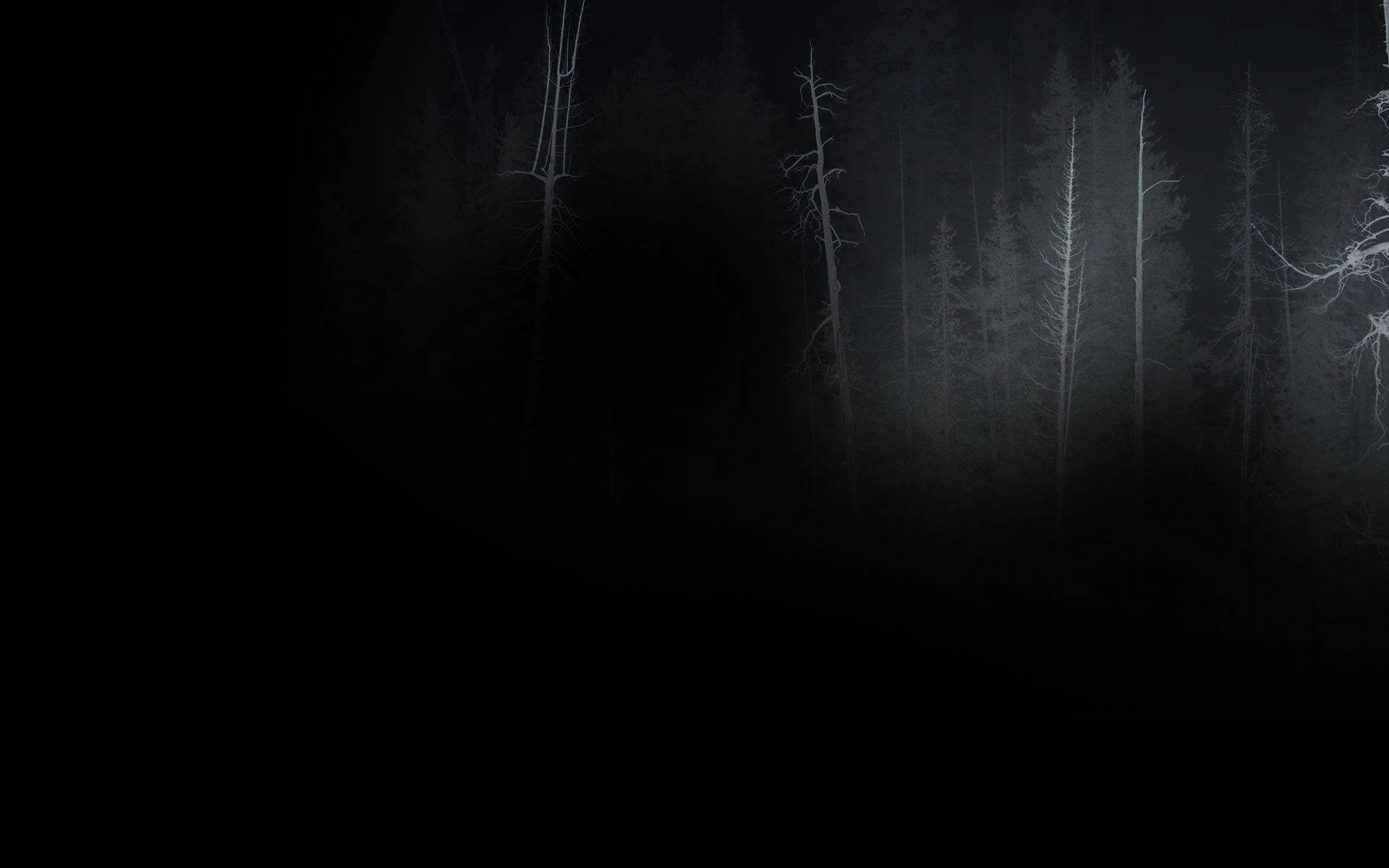 dark misty forest floor, black sky, silhouetted trees, Full HD Desktop Wallpaper
