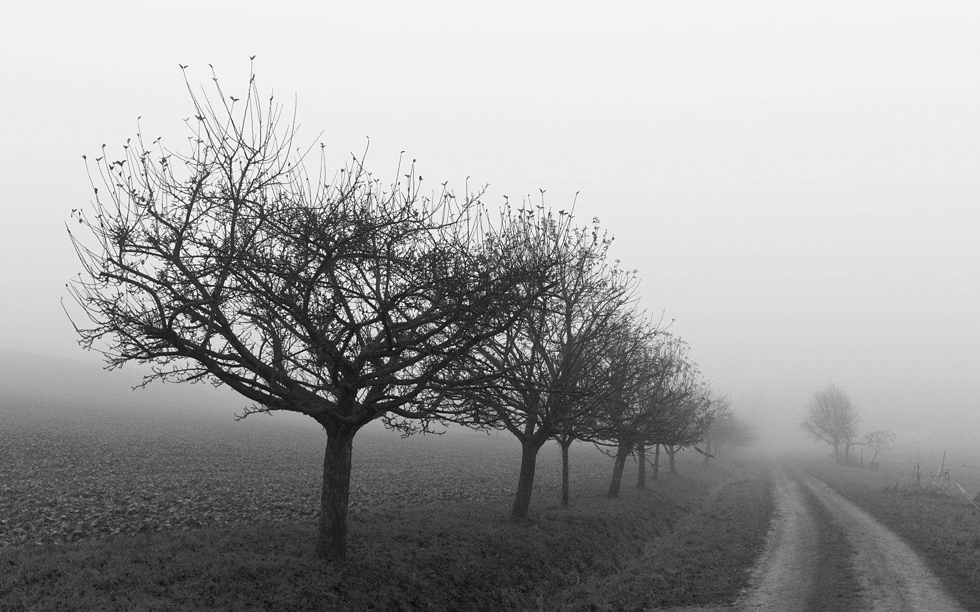 foggy tree line, monochrome, bare trees, Full HD Desktop Wallpaper
