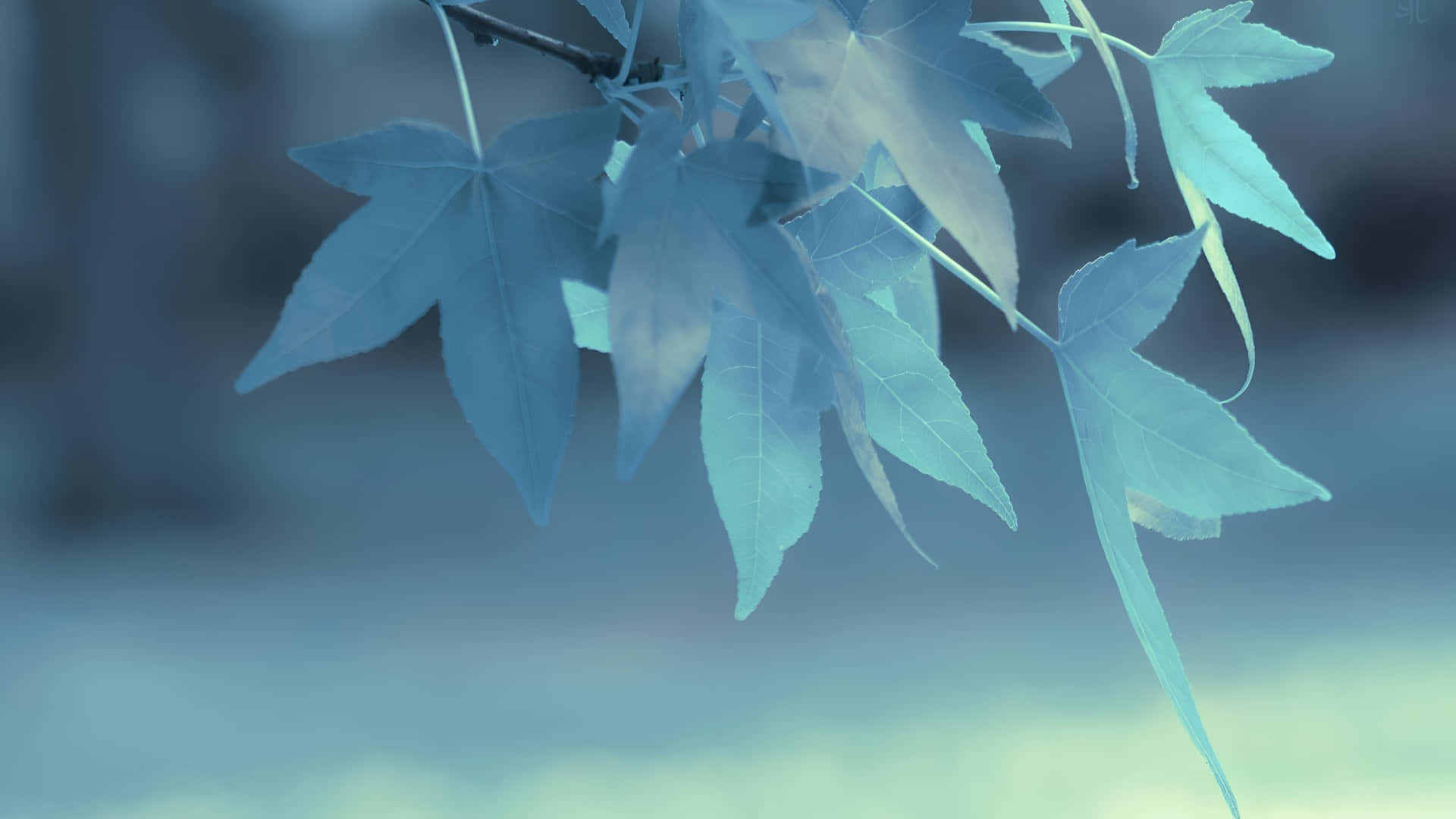 blue-tinted maple leaves, branch, blurred cool-toned background, Full HD Desktop Wallpaper