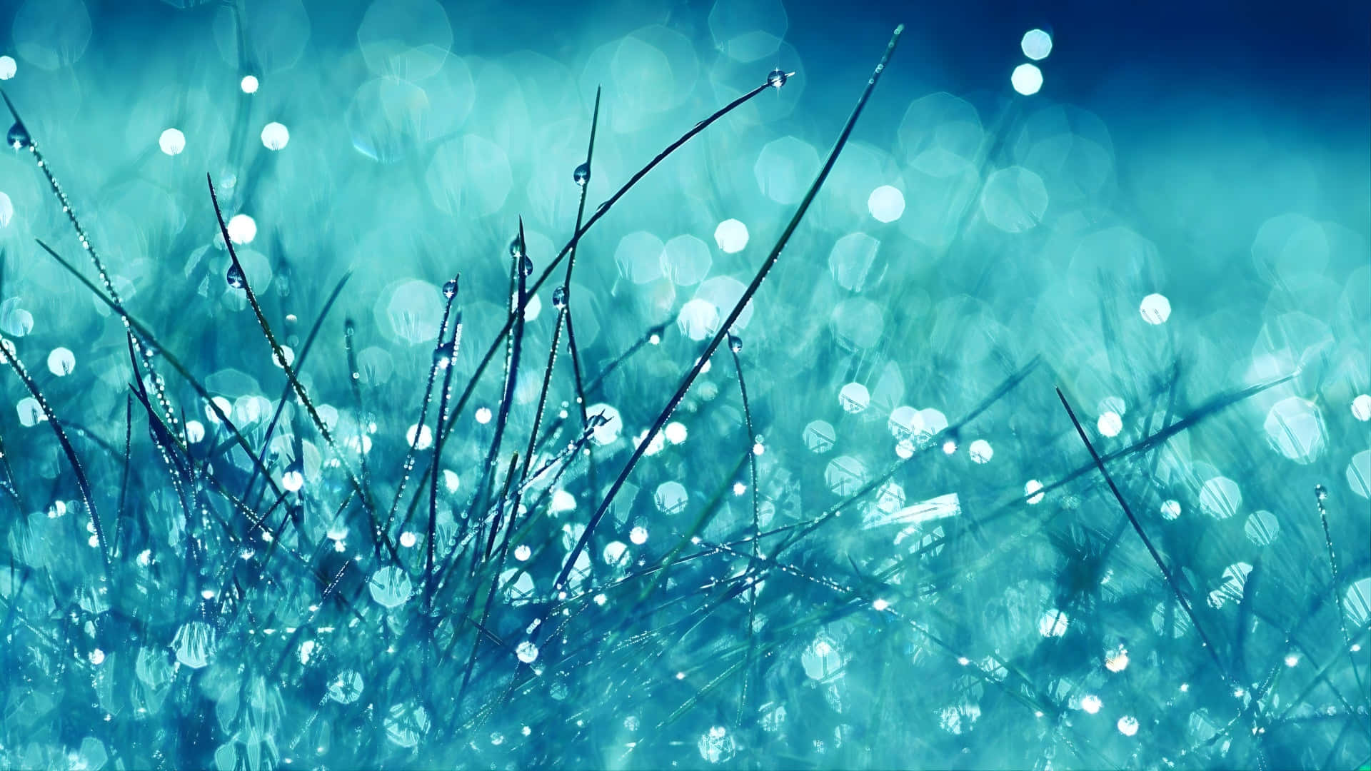 morning dew, teal bokeh, grass blades, Full HD Desktop Wallpaper