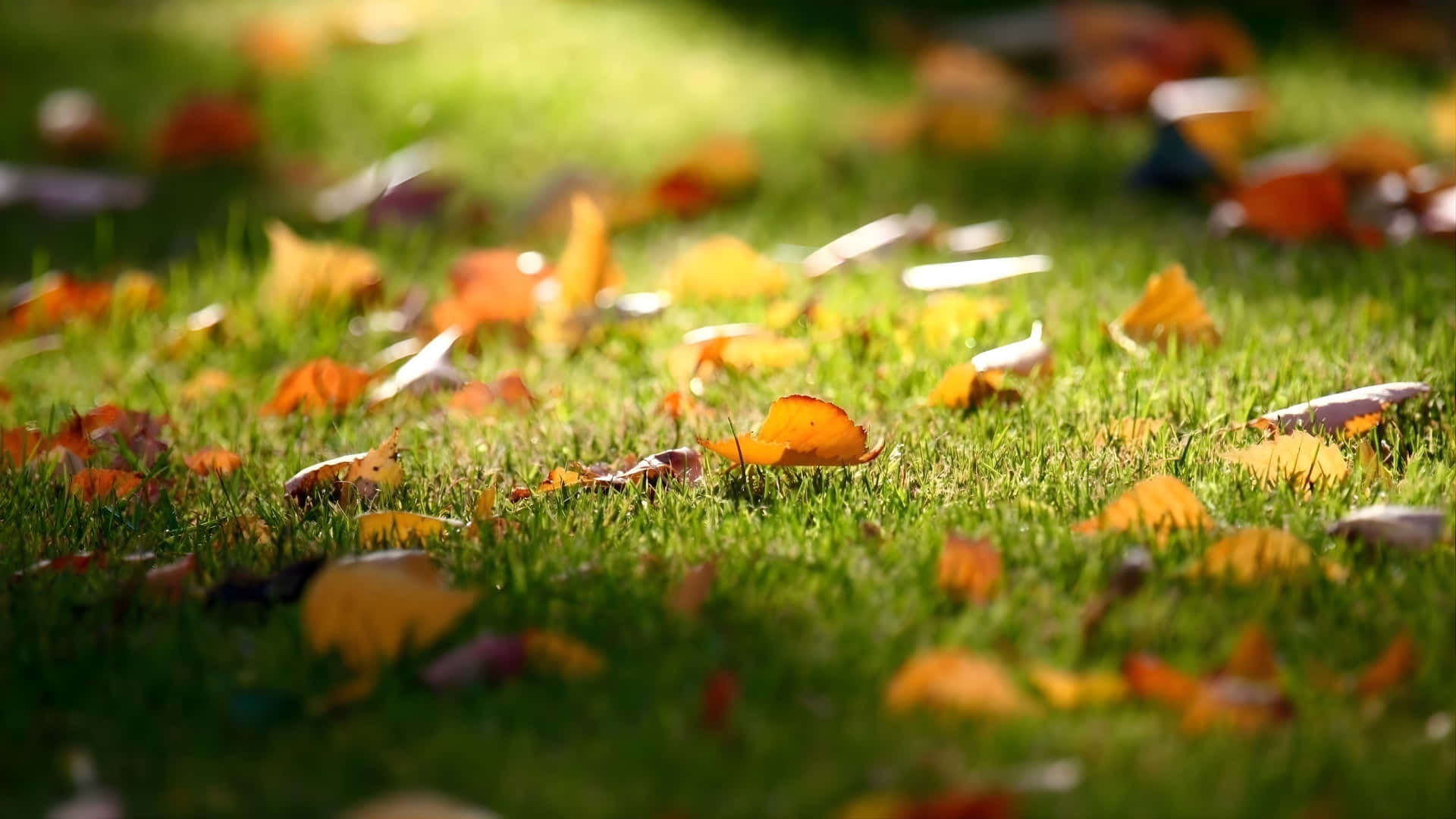 autumn leaves, orange, yellow, Full HD Desktop Wallpaper