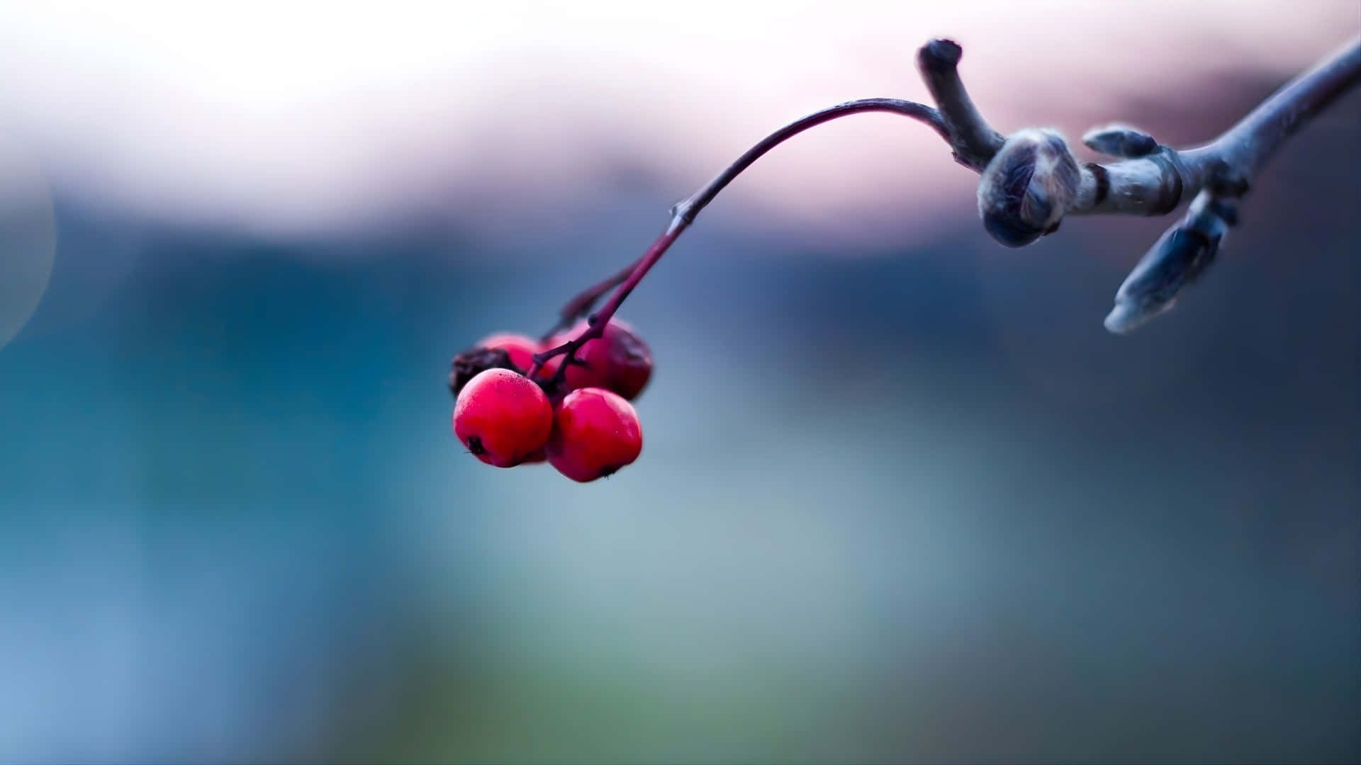 red berries, bare branch, soft blurred blue and pink sky, Full HD Desktop Wallpaper