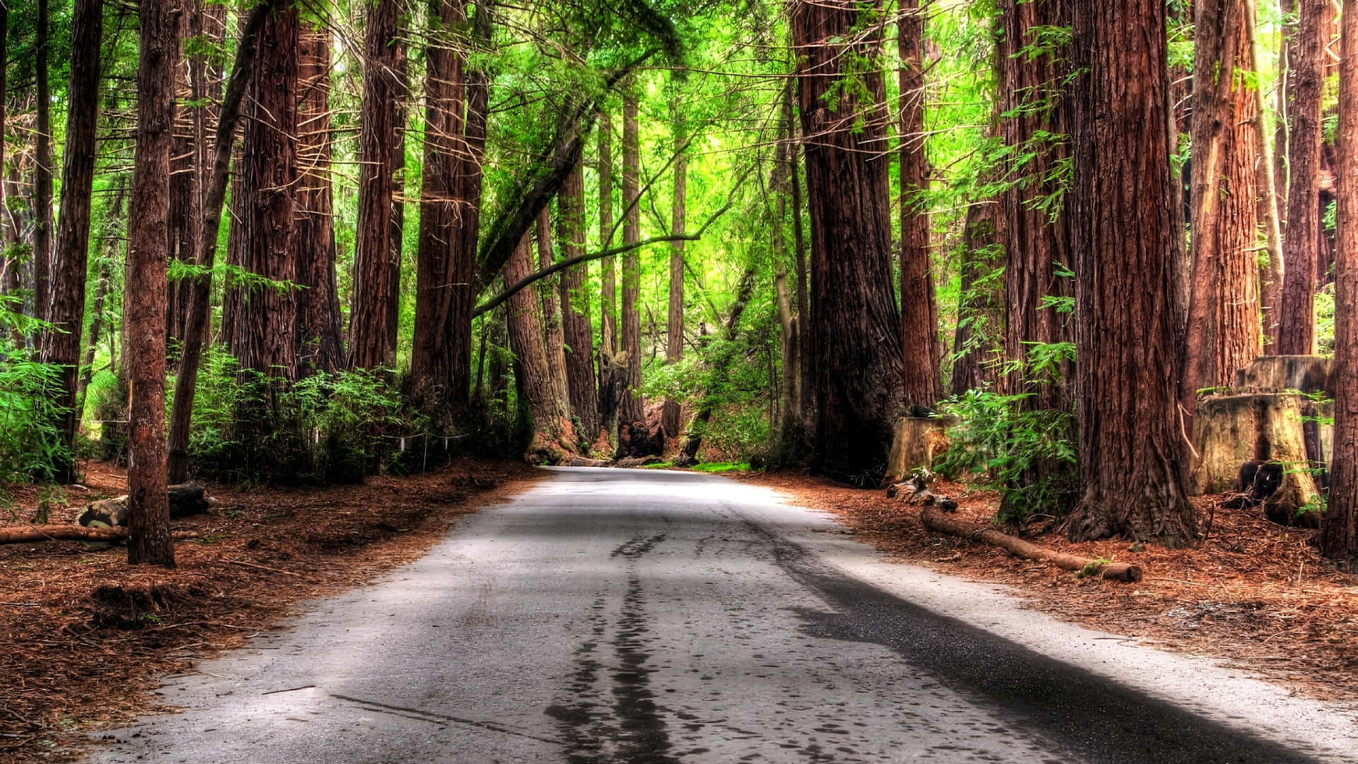 forest road, asphalt road, dense forest, Full HD Desktop Wallpaper