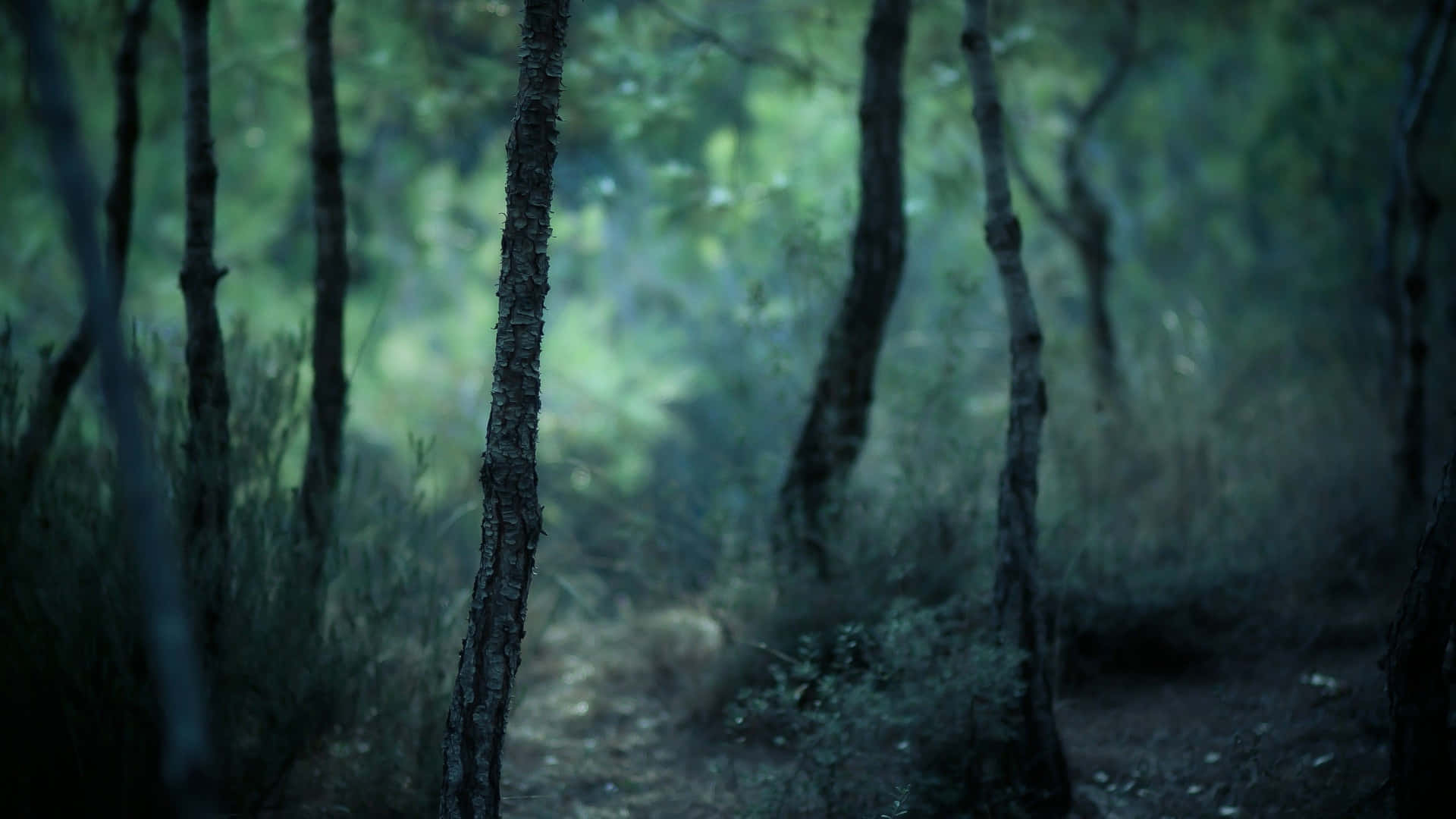 forest, misty forest path, tall trees, Full HD Desktop Wallpaper