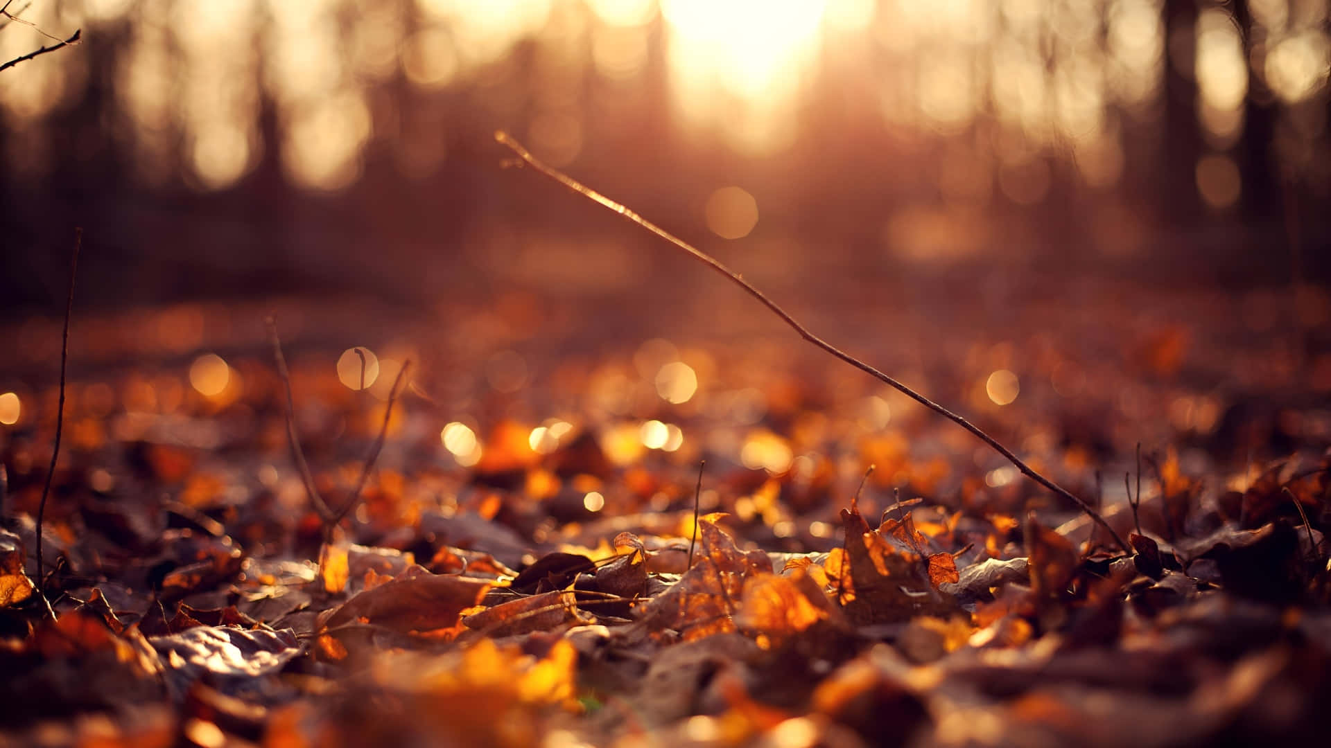 autumn leaves, golden sunlight, forest floor, Full HD Desktop Wallpaper
