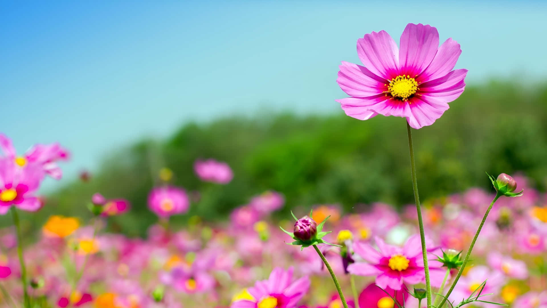 vibrant pink cosmos flower, yellow center, sunlit field, Full HD Desktop Wallpaper