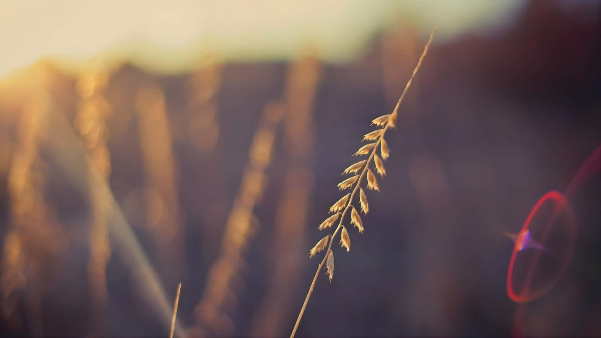 golden grass stem, soft sunset light, blurred field, Full HD Desktop Wallpaper