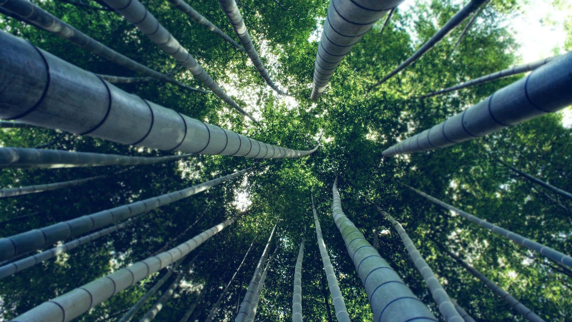 bamboo forest, towering bamboo stalks, dappled canopy, Full HD Desktop Wallpaper