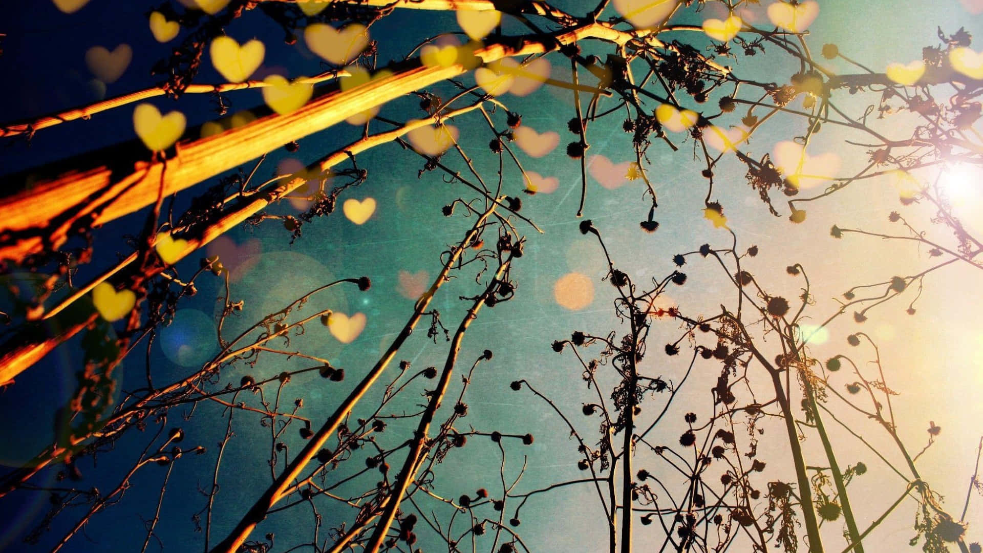 heart shaped bokeh, golden bokeh lights, dark branches, Full HD Desktop Wallpaper