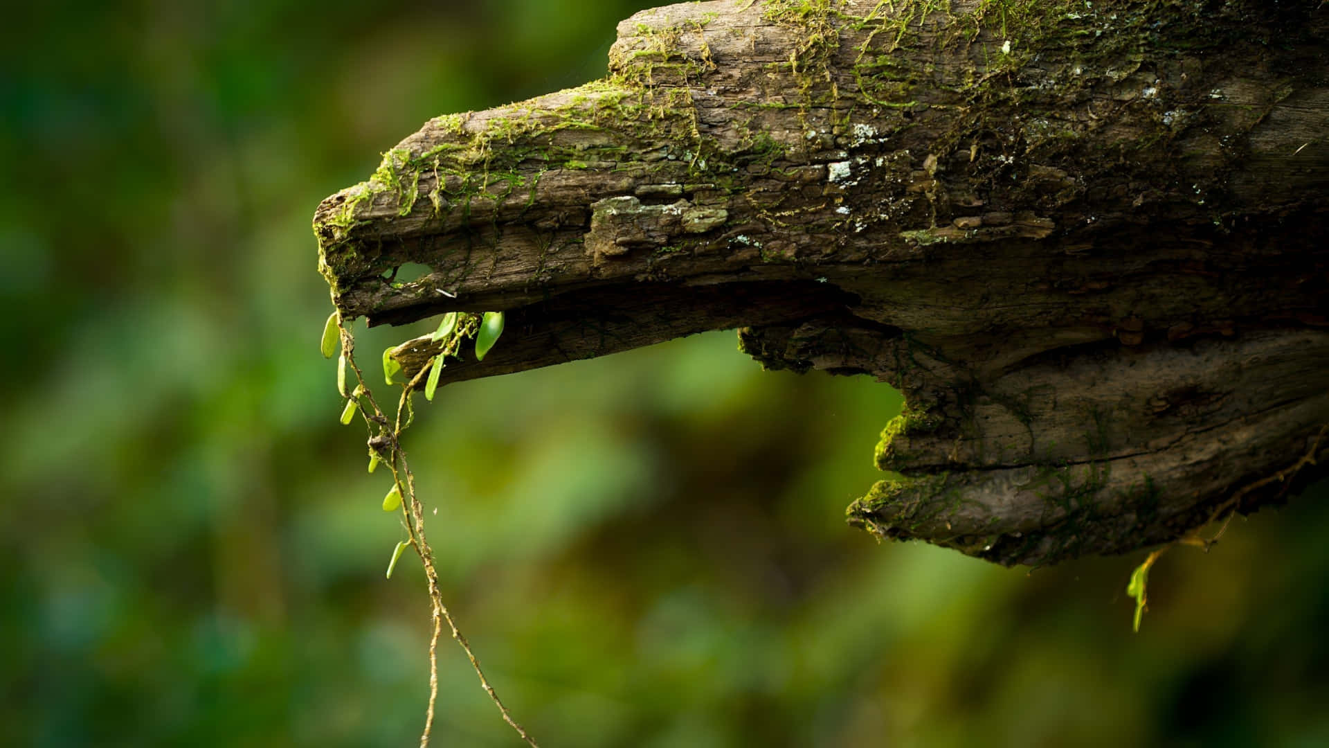 natural wood, weathered tree branch, moss, Full HD Desktop Wallpaper