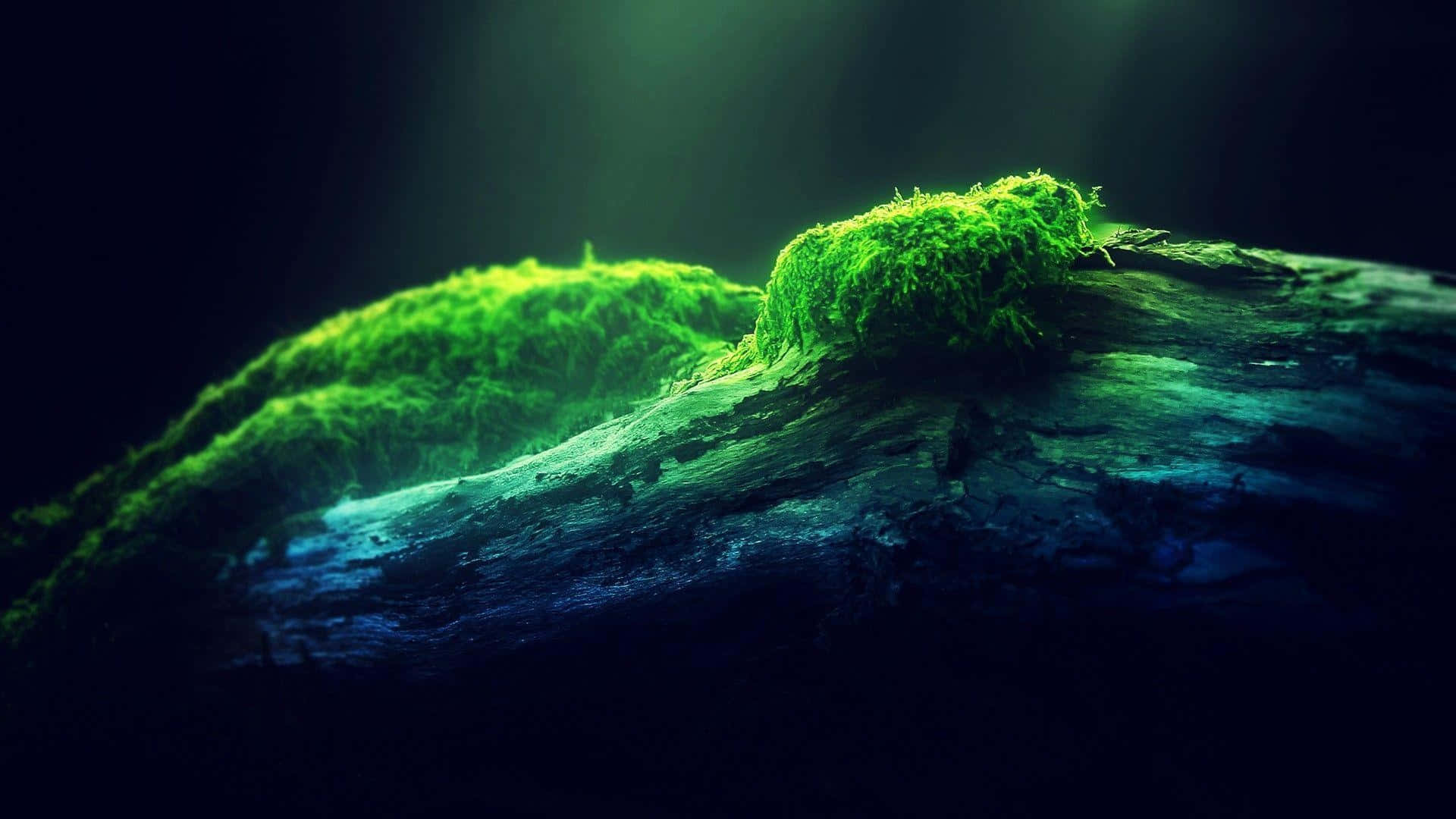 moss covered rock, vibrant green moss, weathered log, Full HD Desktop Wallpaper