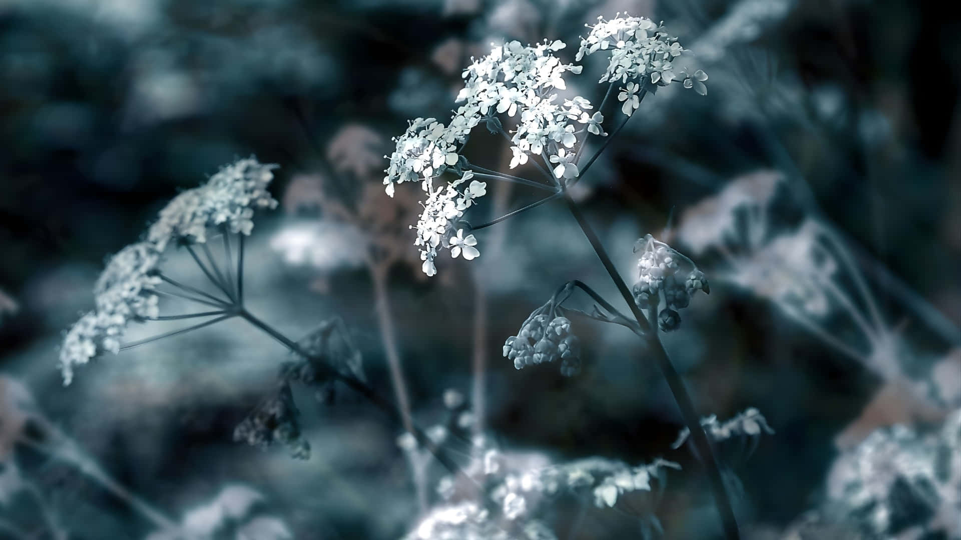 delicate white wildflowers, cool blue blurred forest backdrop, Delicate Flowers In Depth, Full HD Desktop Wallpaper