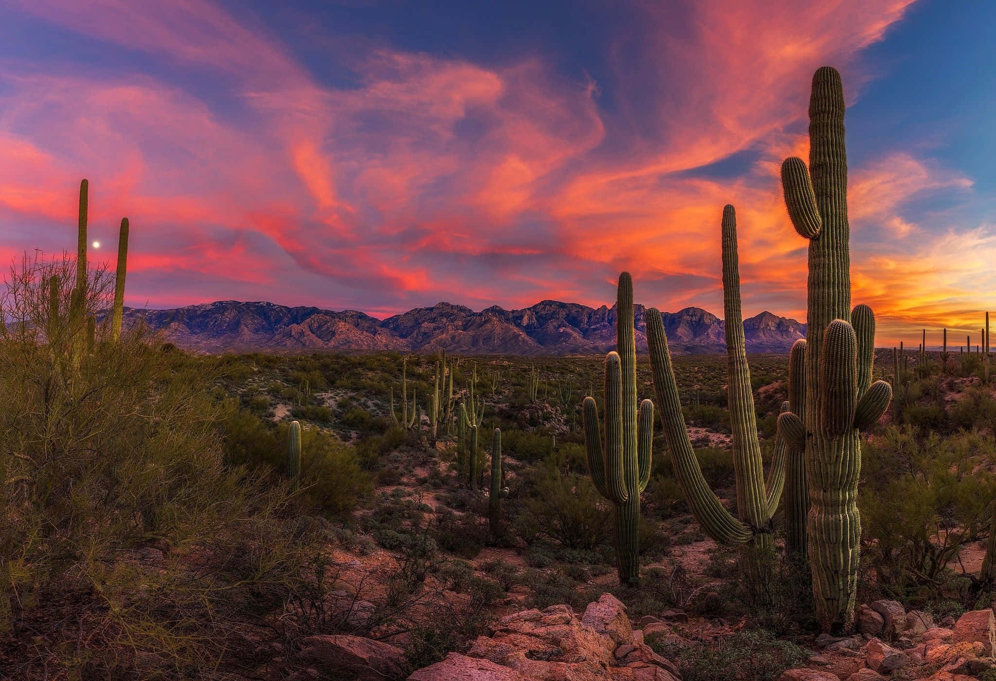saguaro cacti, desert landscape, dramatic sunset sky, Full HD Desktop Wallpaper