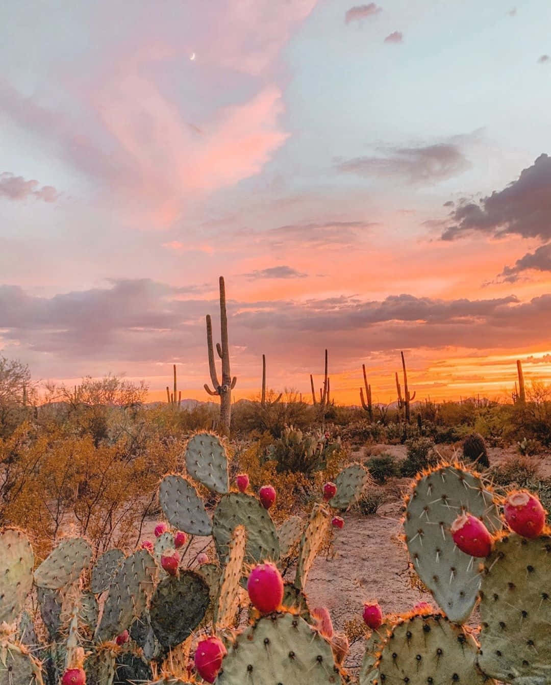 Desert Sunset Cactus Landscape, saguaro cacti, prickly pear, HD Phone Wallpaper