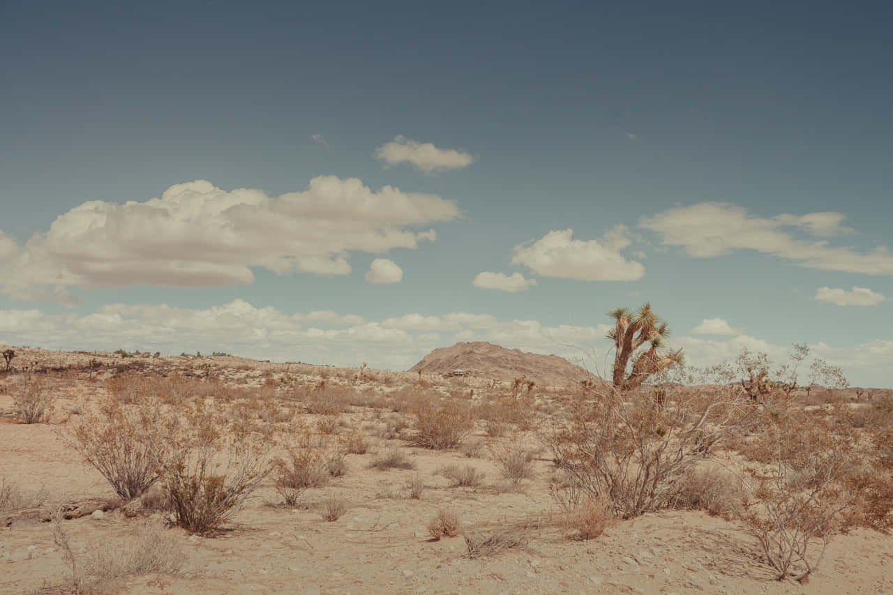 Desert_ Serenity.jpg, vast desert landscape, scattered shrubs, HD Desktop Wallpaper