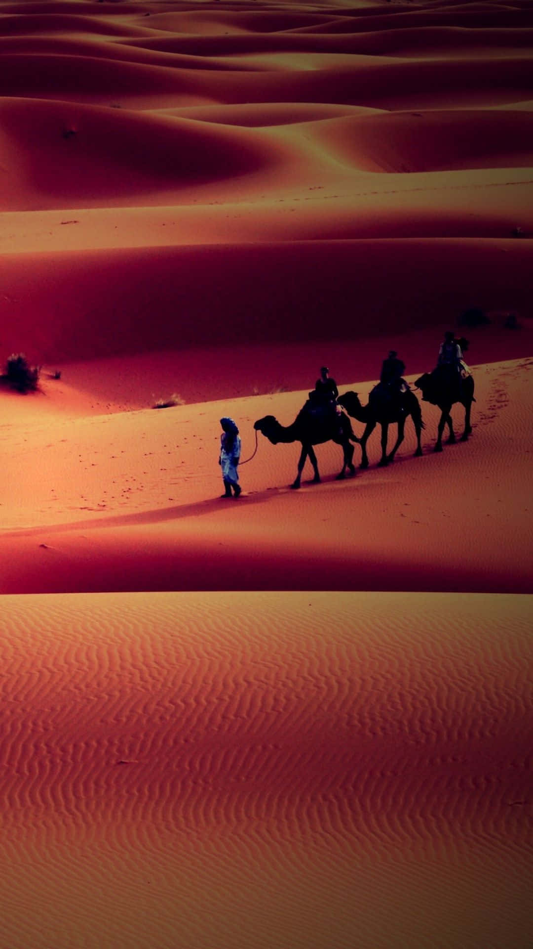 Desert iPhone, camels, red sand dunes, Full HD Phone Wallpaper
