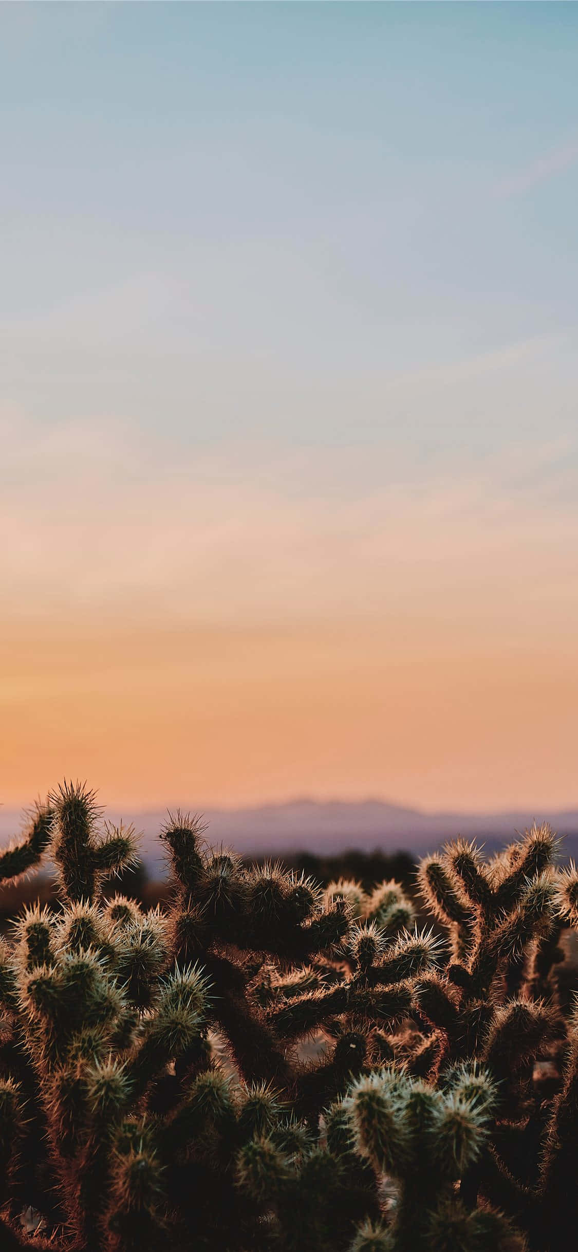 Desert iPhone, cactus, cholla cactus, Full HD Phone Wallpaper