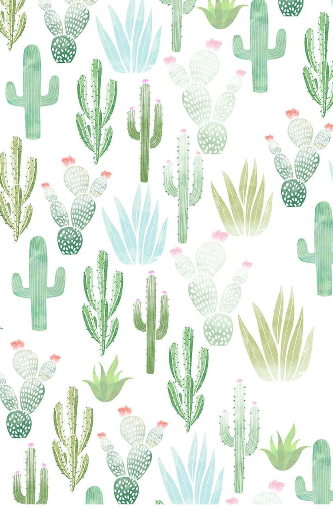 cactus, succulents, pink flowers, HD Phone Wallpaper
