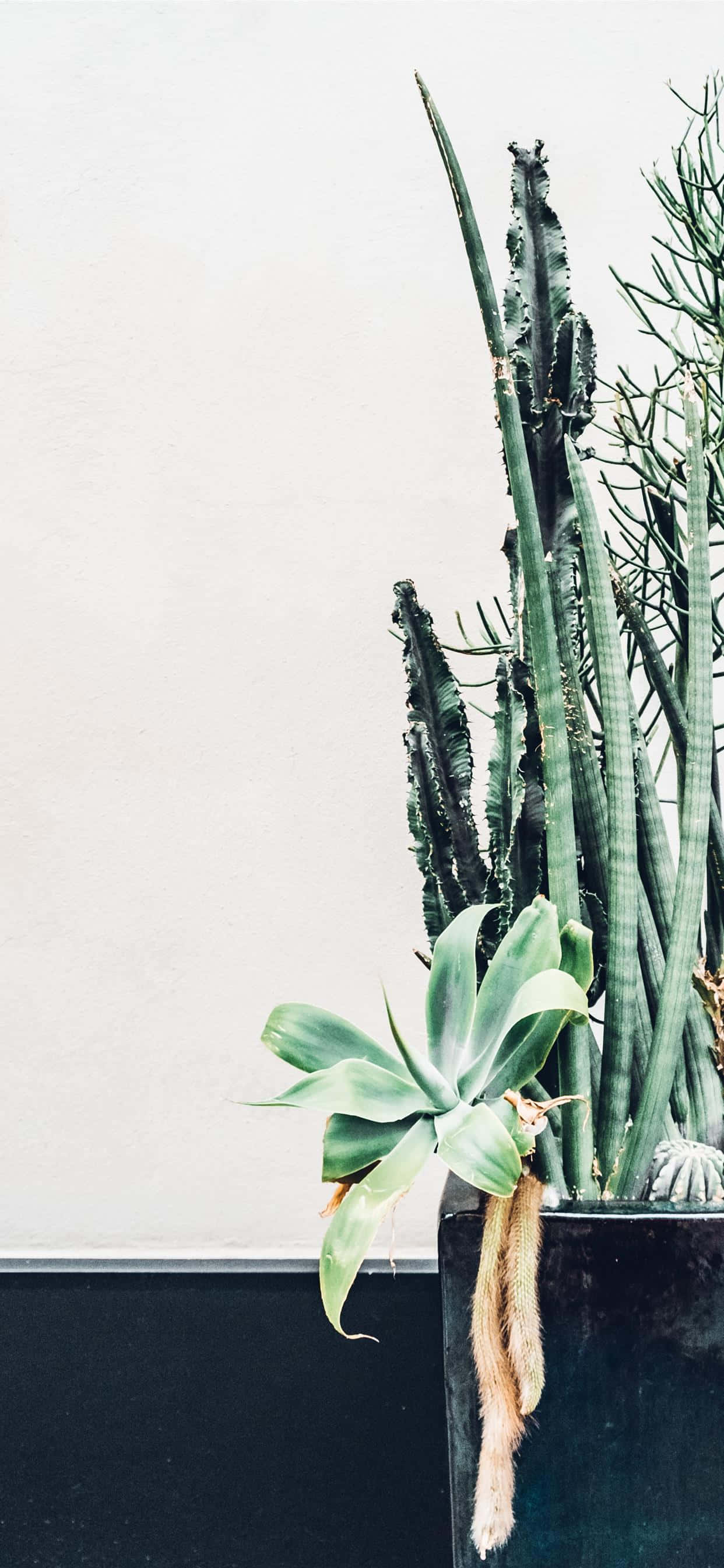 cactus, desert, iPhone, 2K Phone Wallpaper