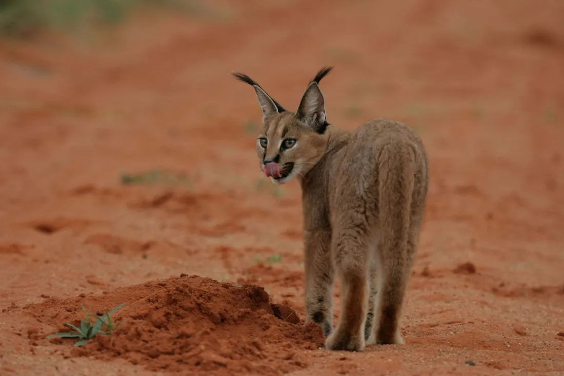 Desert Lynx